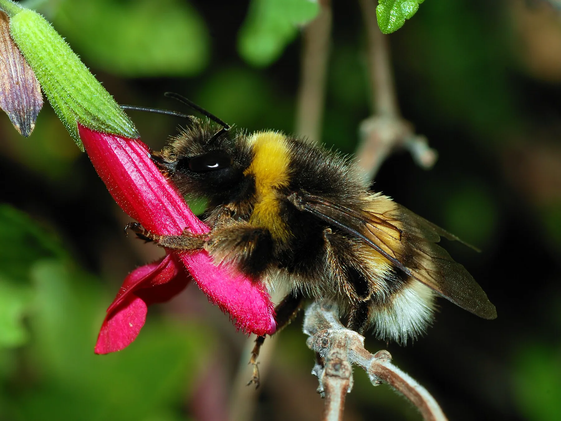 Dunkle Erdhummel bei der Nahrungsaufnahme an einer roten Blüte.
