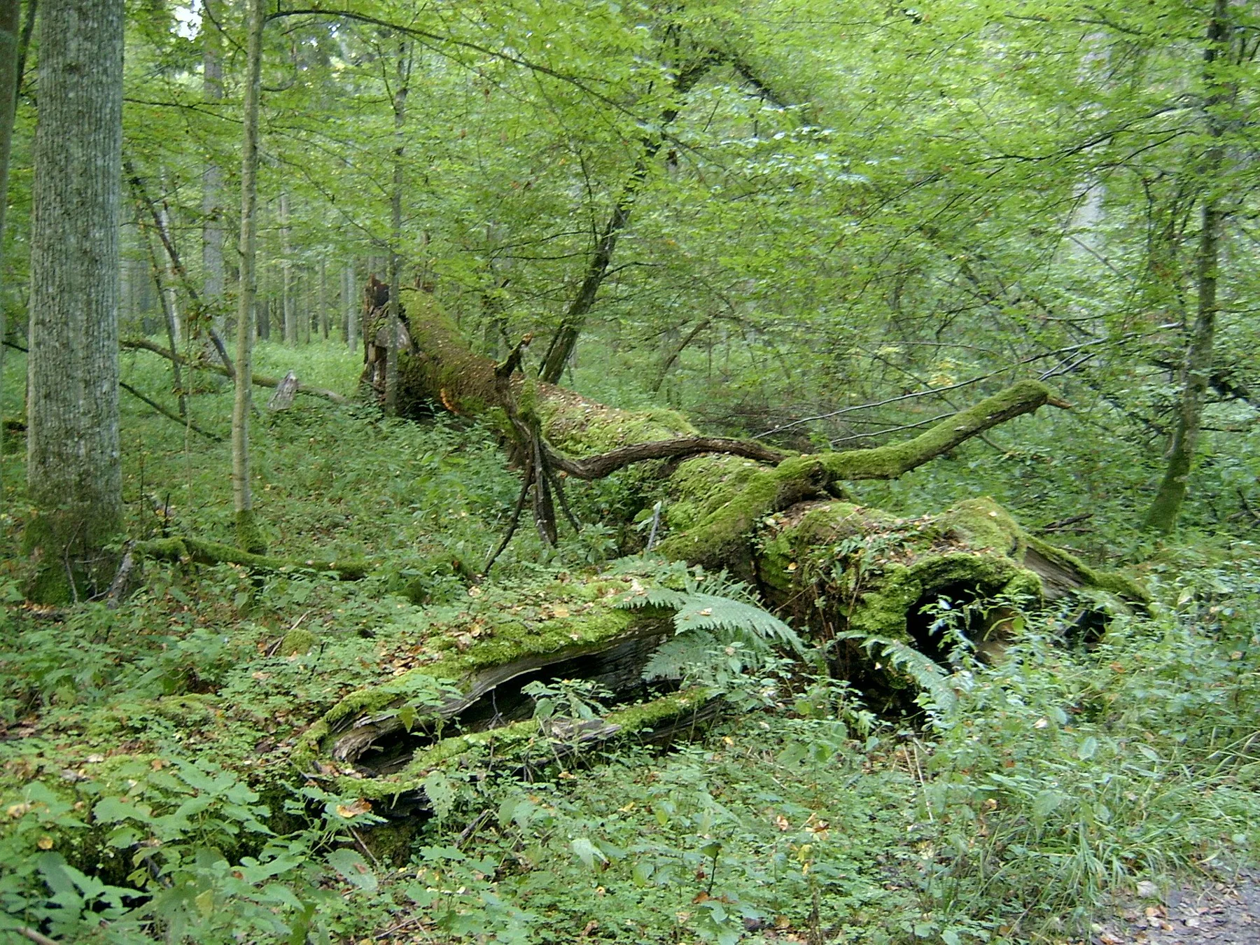 Moosbedeckte umgestürzte Stämme im Białowieża-Wald.