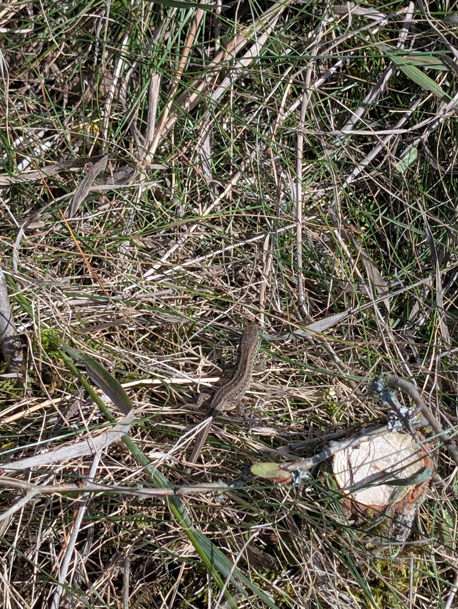 Fotografia documental: Lacerta agilis