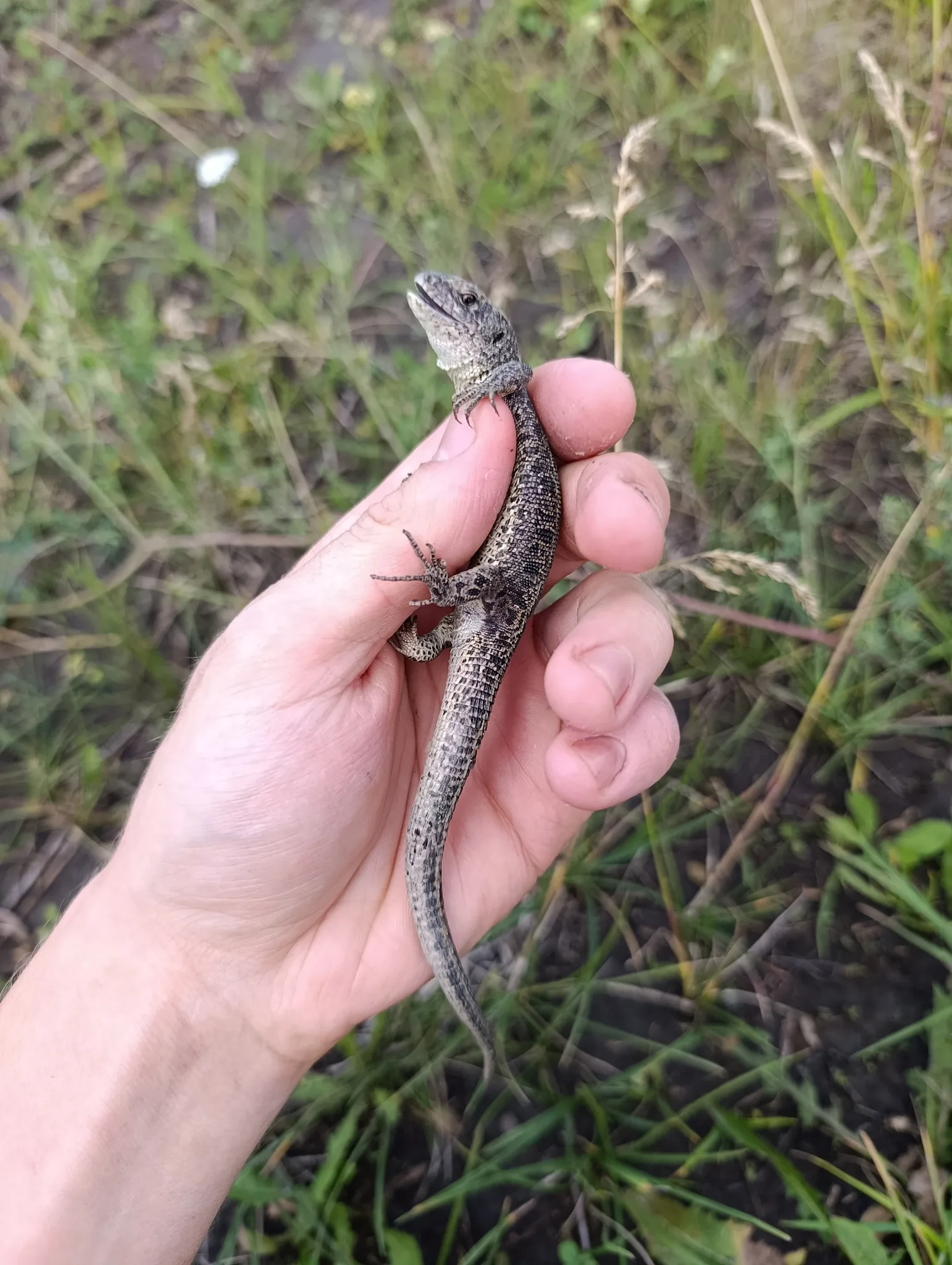 Fotografia documental: Lacerta agilis