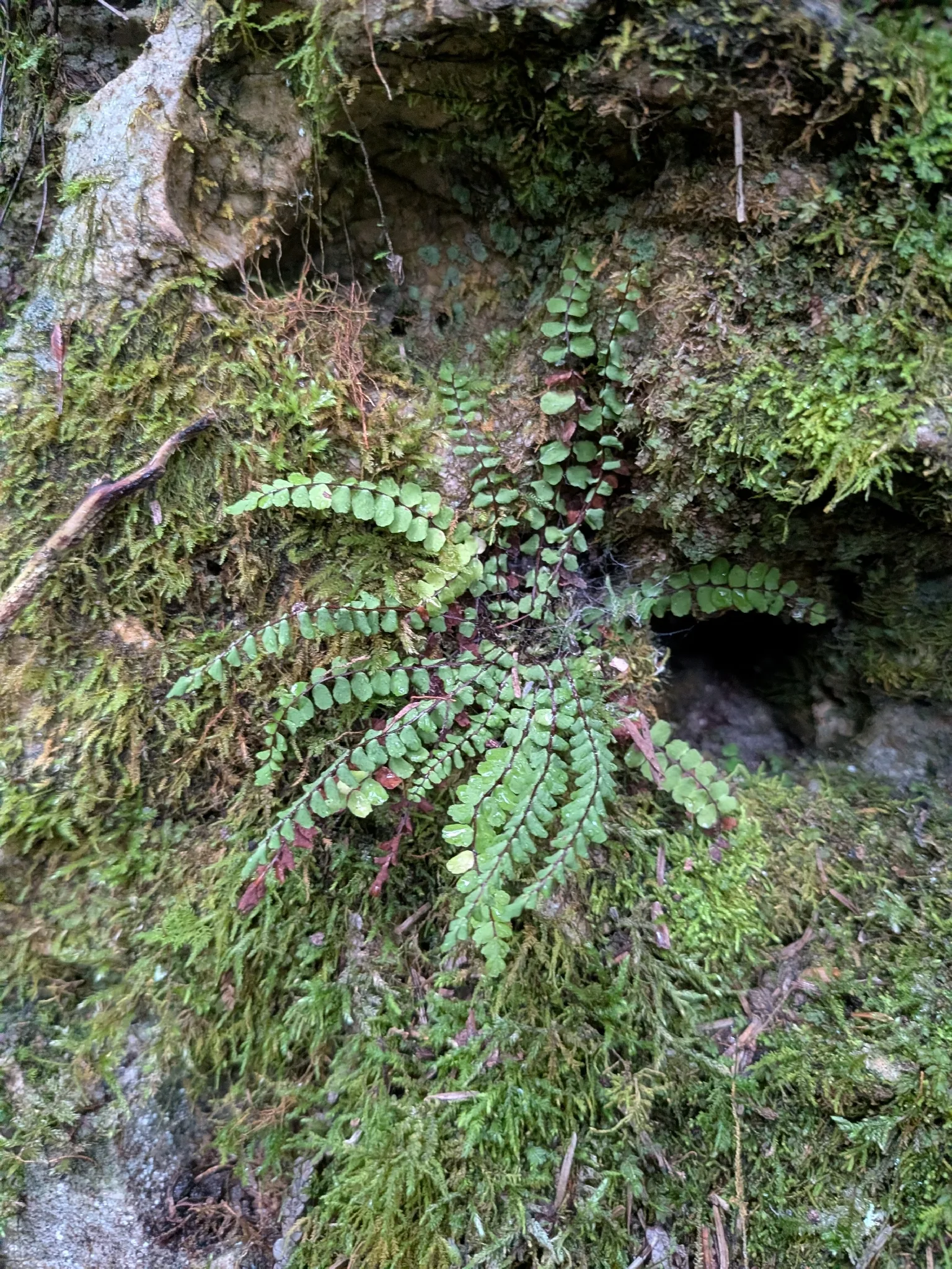 Fotografia documentaria: Asplenium trichomanes