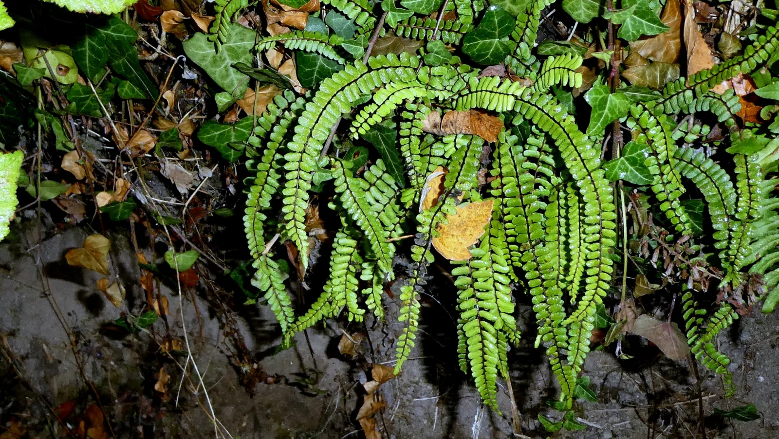 Fotografia documentaria: Asplenium trichomanes