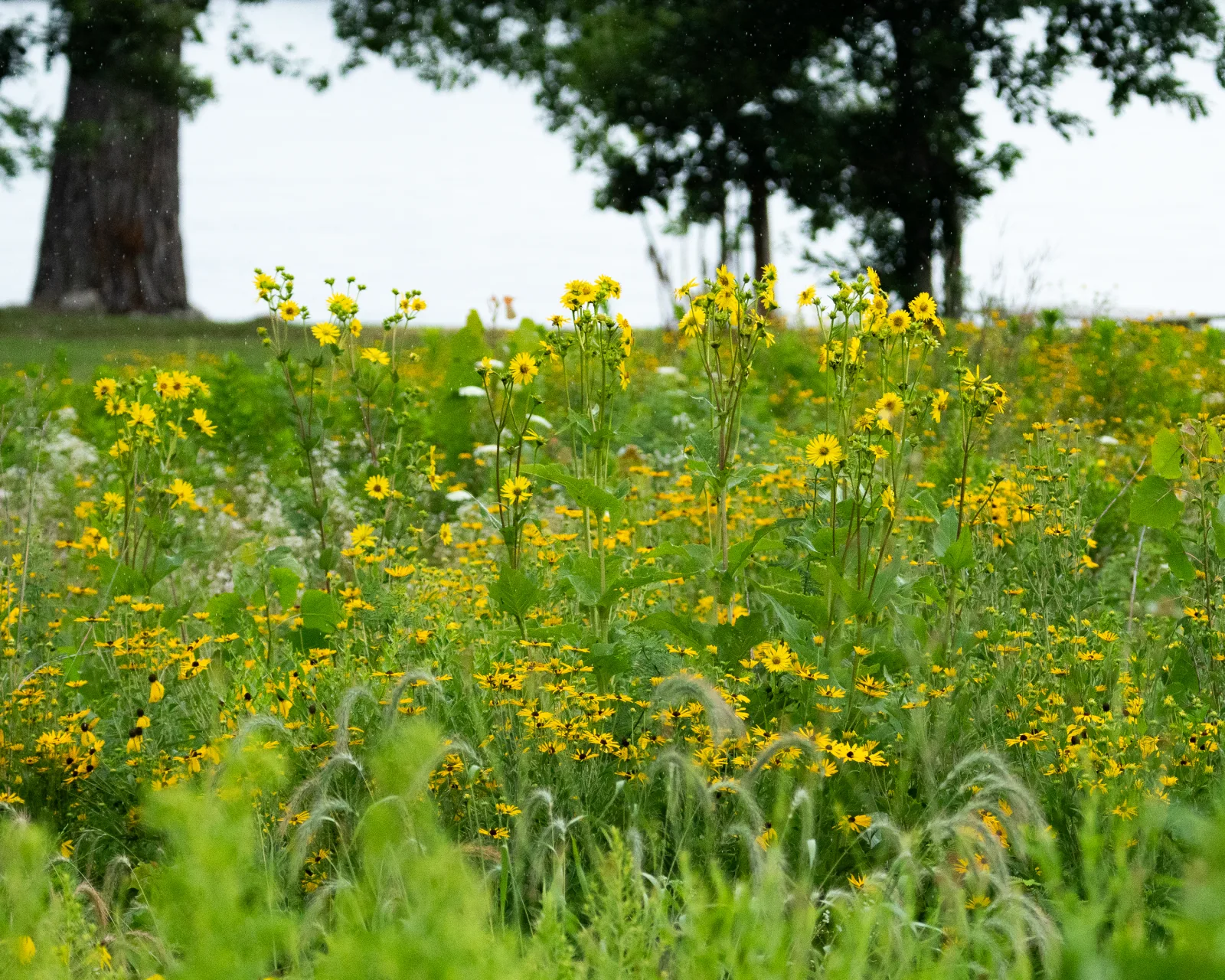 Documentary photograph: What to Observe in a Flower Before Trying to Identify It