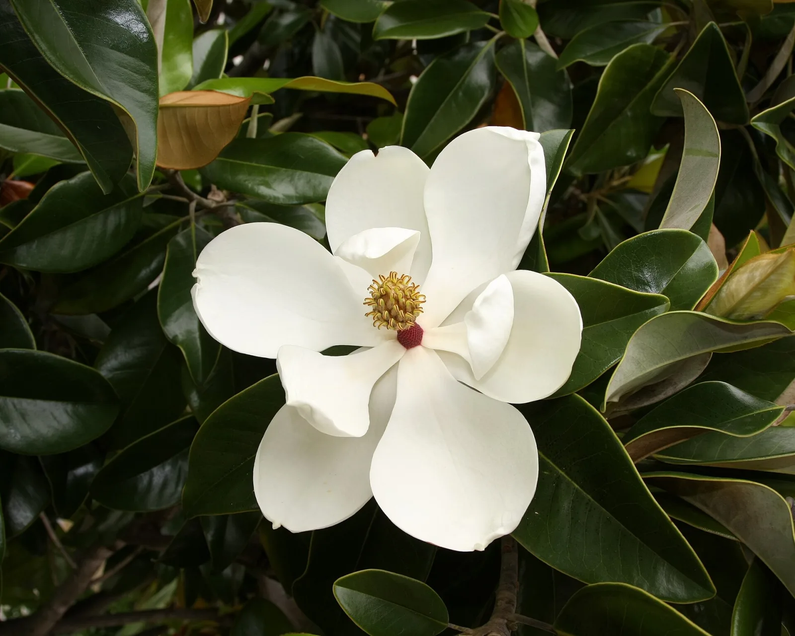 Documentary photograph: What to Observe in a Flower Before Trying to Identify It