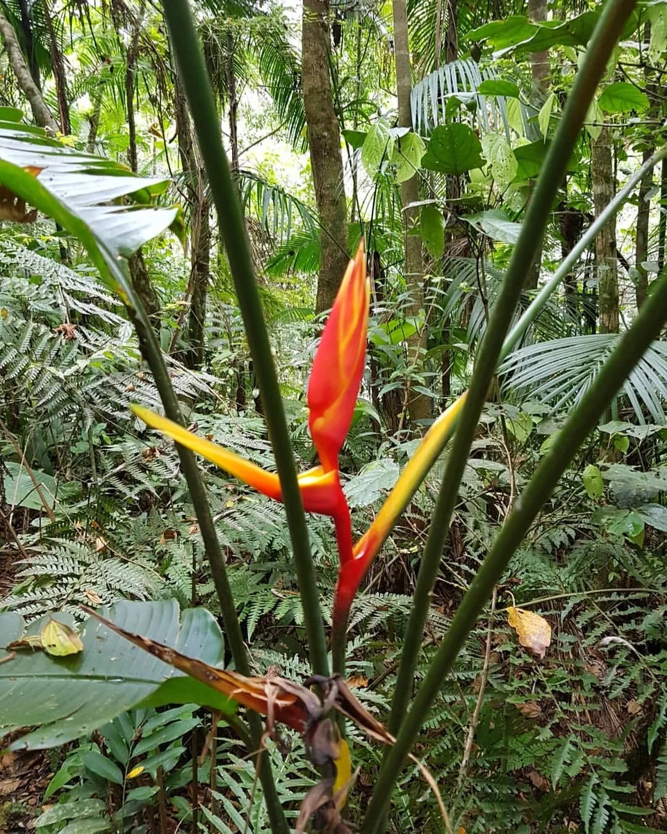 Kembang Tempuyang (flowers tempuyang)