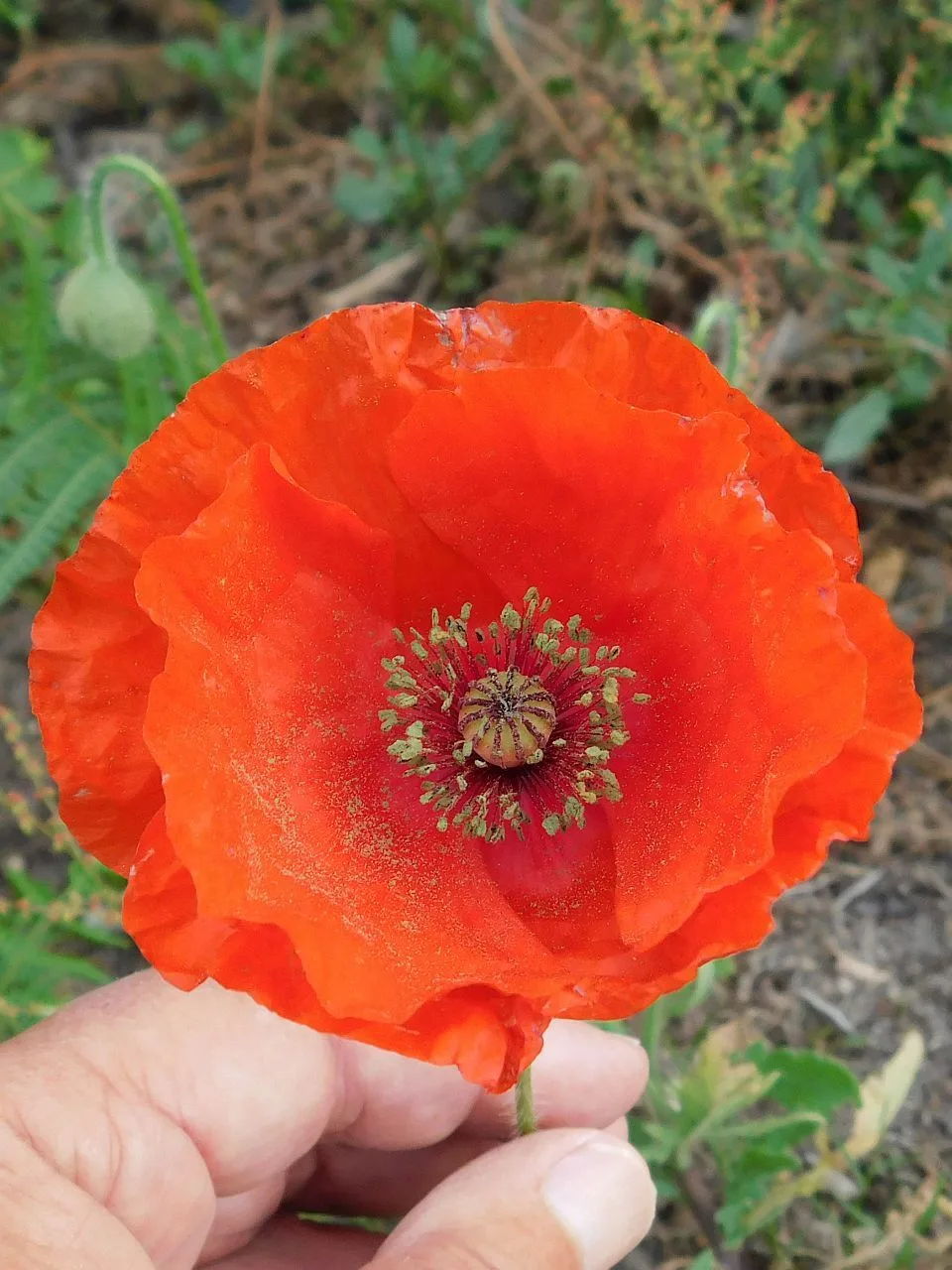 Photographie documentaire: Papaver rhoeas