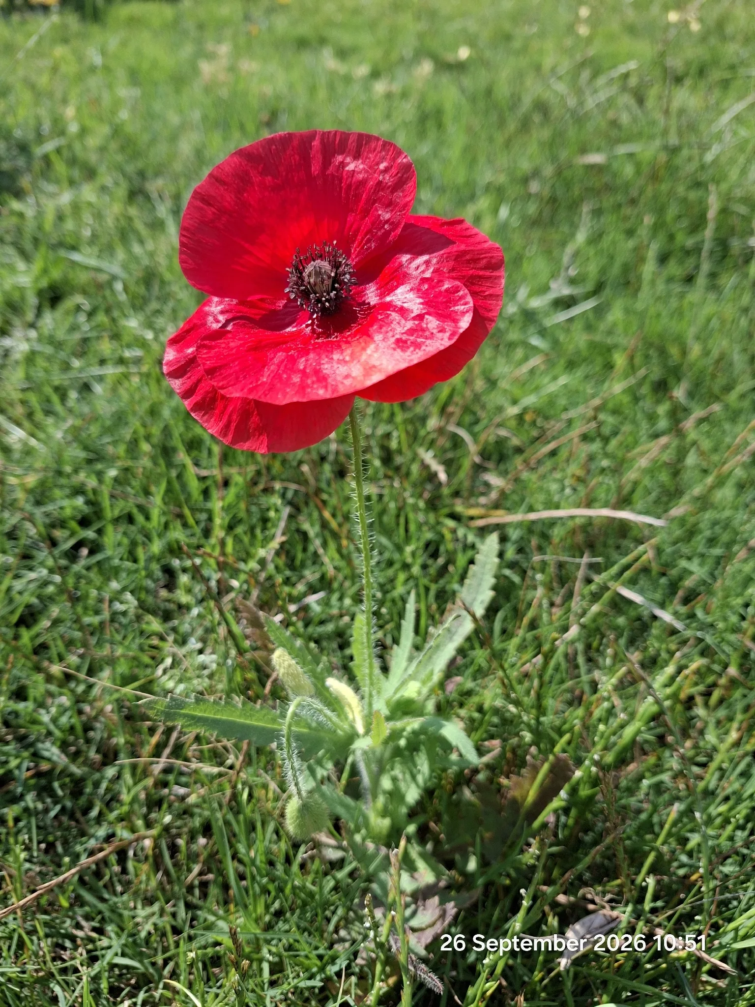 Photographie documentaire: Papaver rhoeas