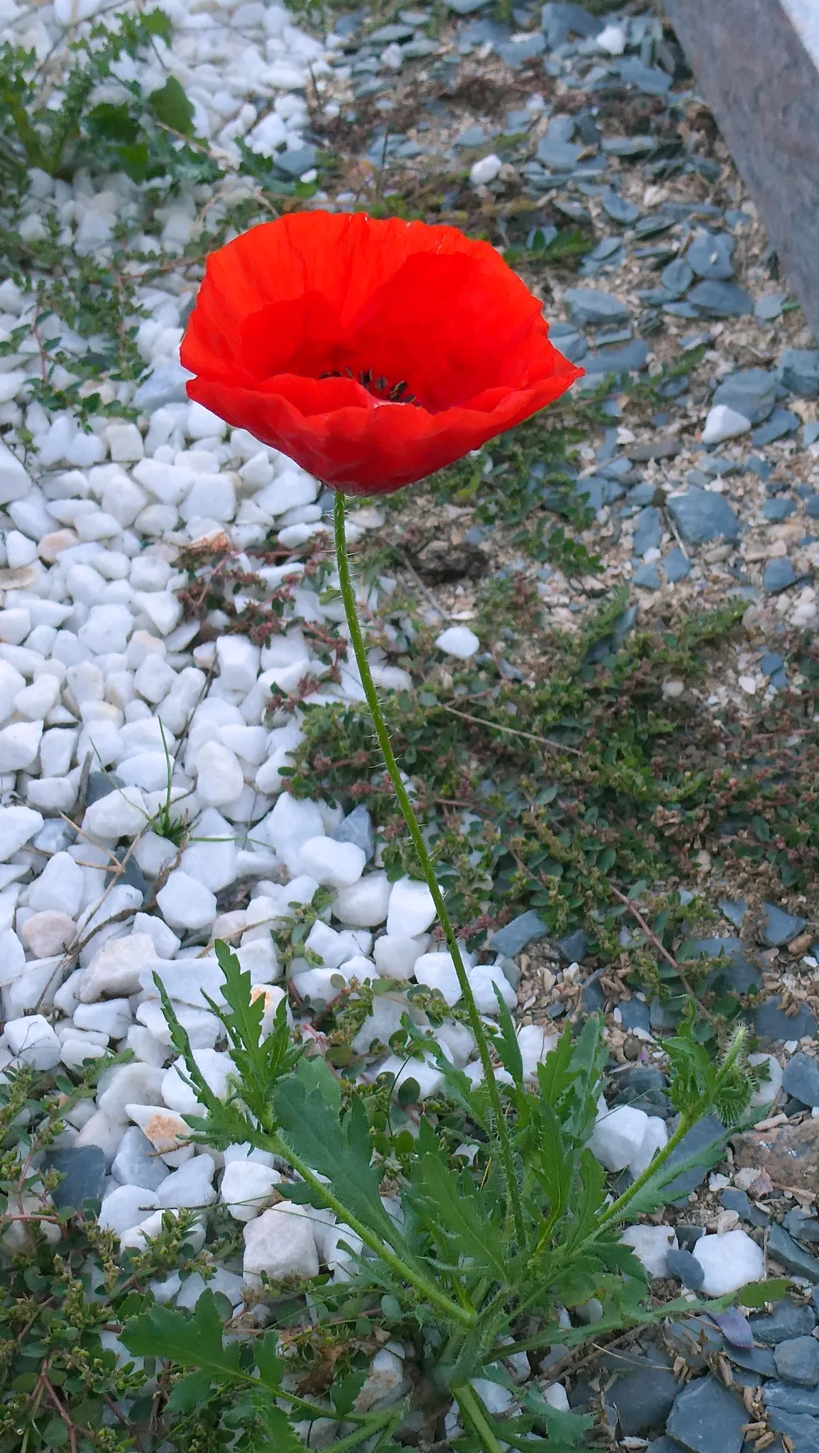 Photographie documentaire: Papaver rhoeas