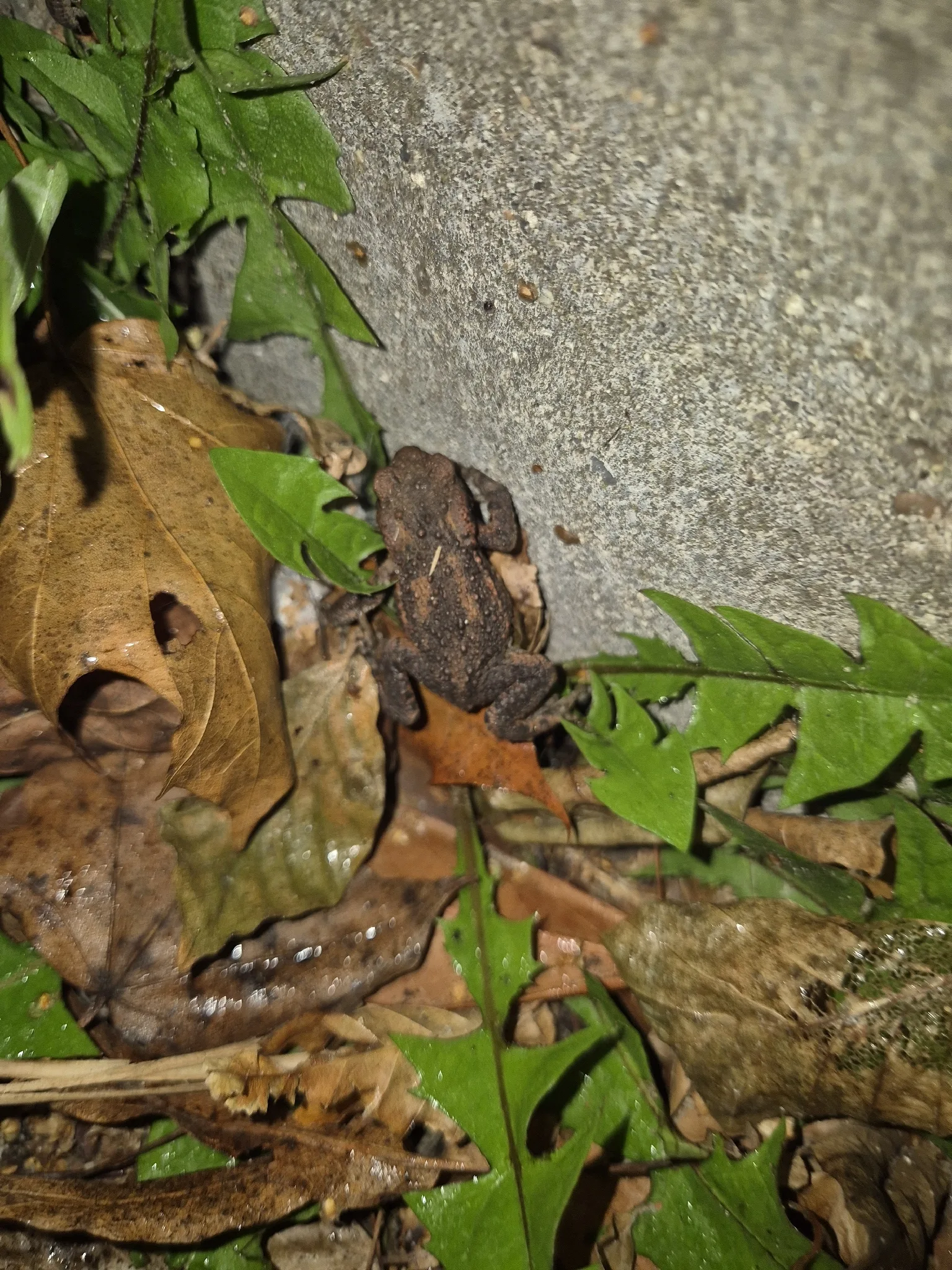 Fotografía documental: Bufo bufo