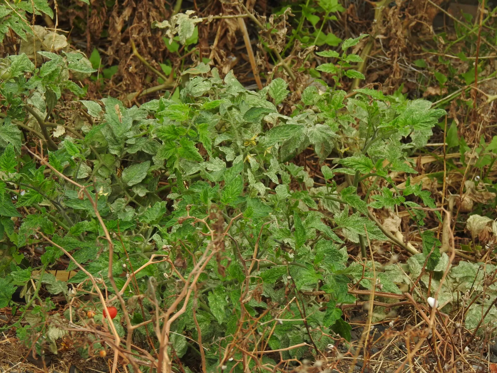 Dokumentarfotografie: Solanum lycopersicum