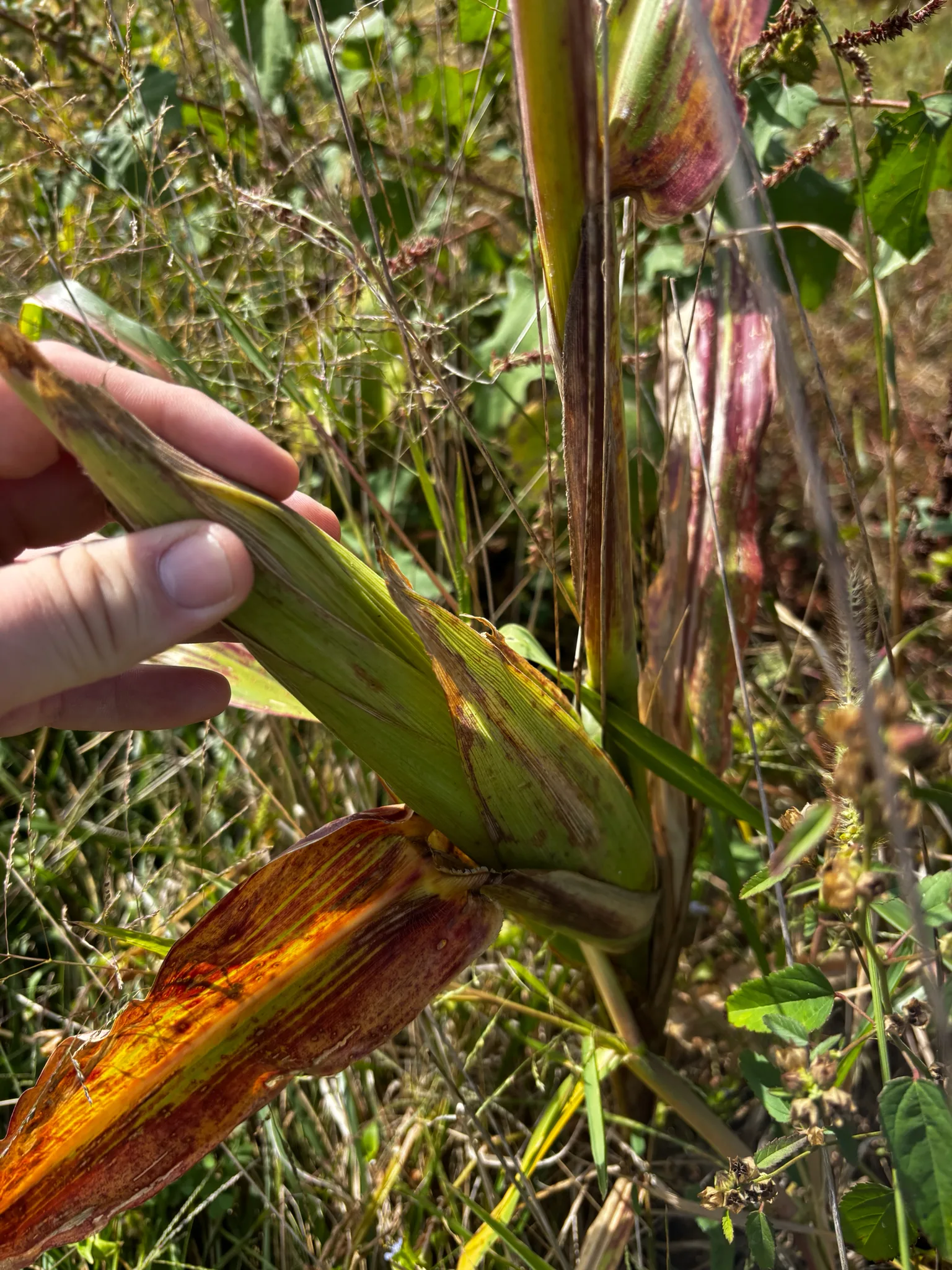 Dokumentarfotografie: Zea mays