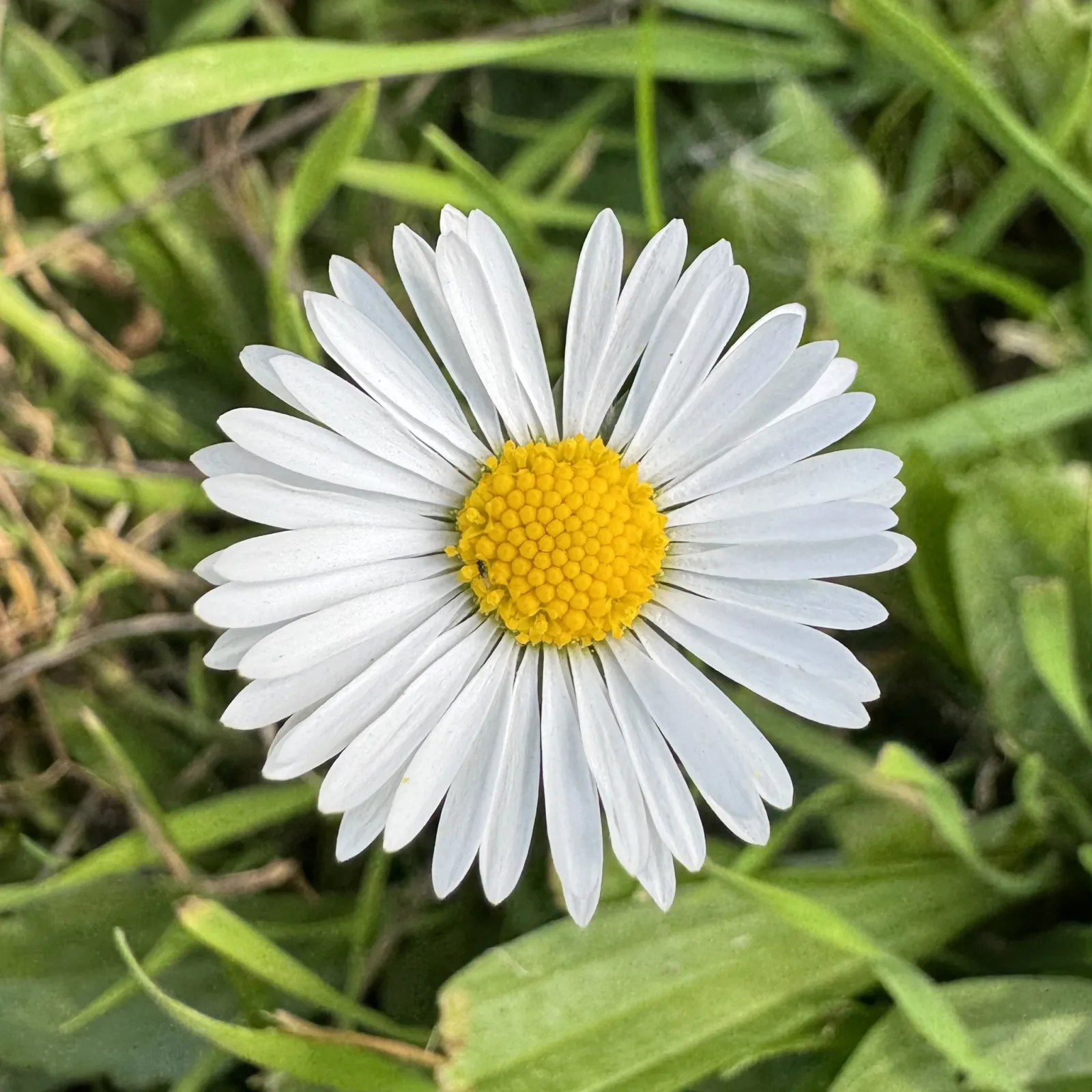 Dokumentarfotografie: Bellis perennis