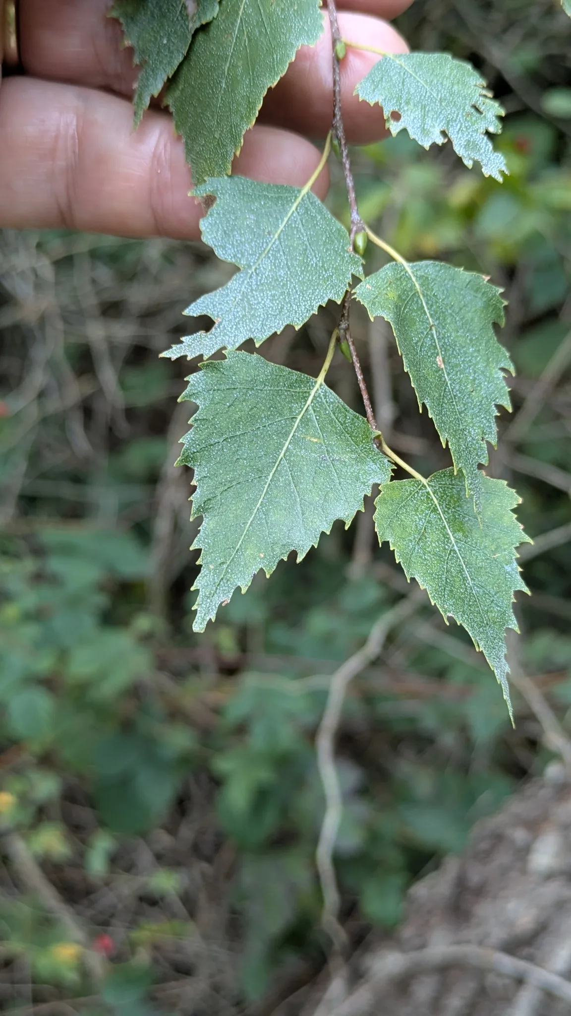 Dokumentarfotografie: Betula pendula