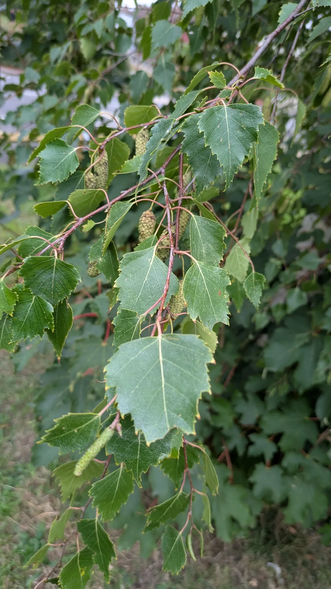 Dokumentarfotografie: Betula pendula