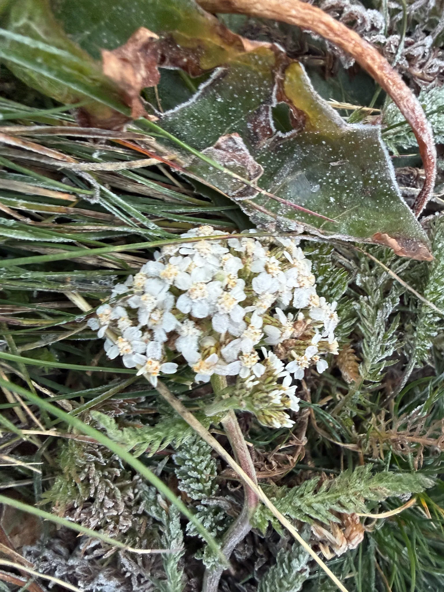 Fotografia documental: Achillea millefolium