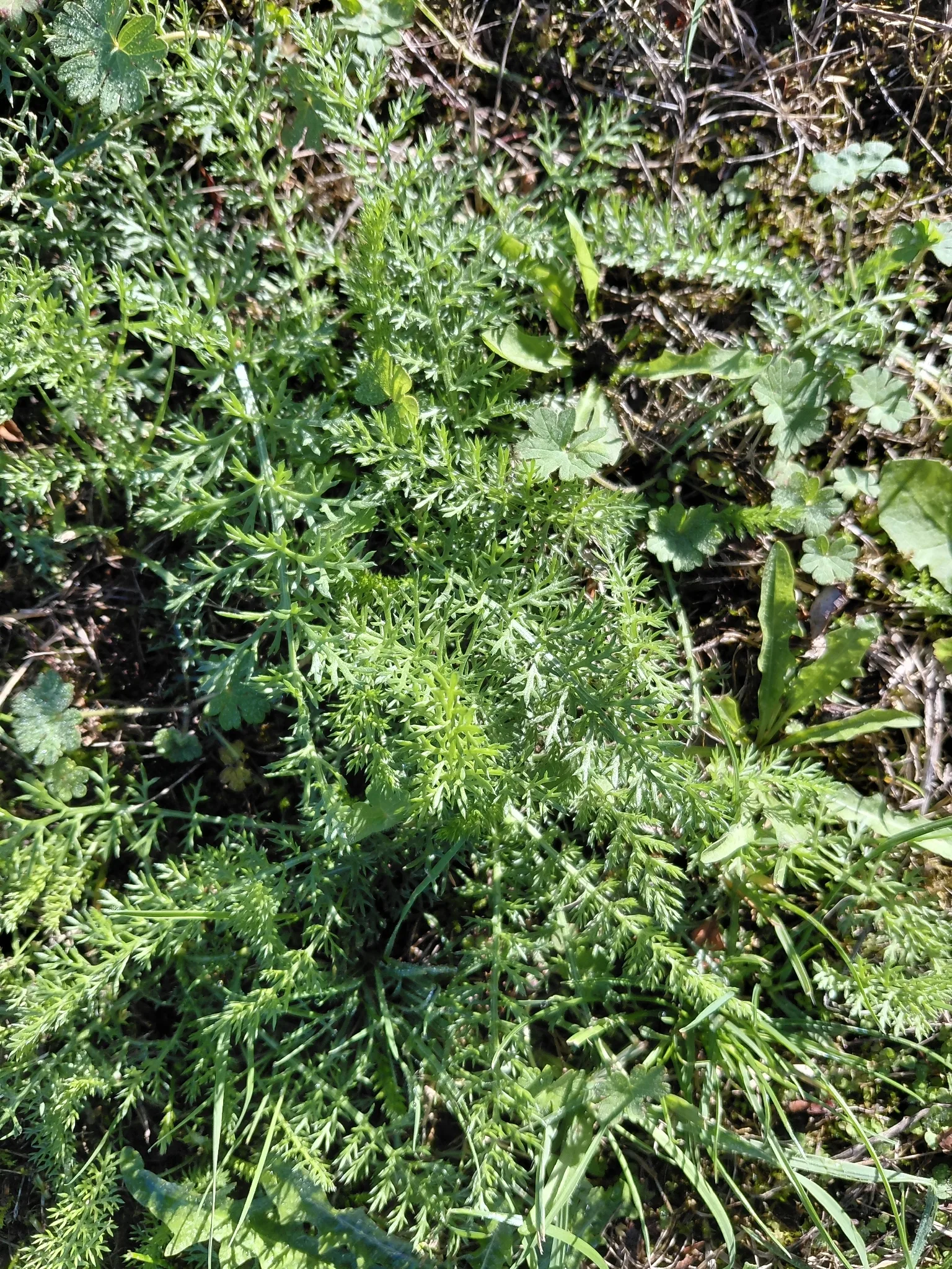 Fotografia documental: Achillea millefolium