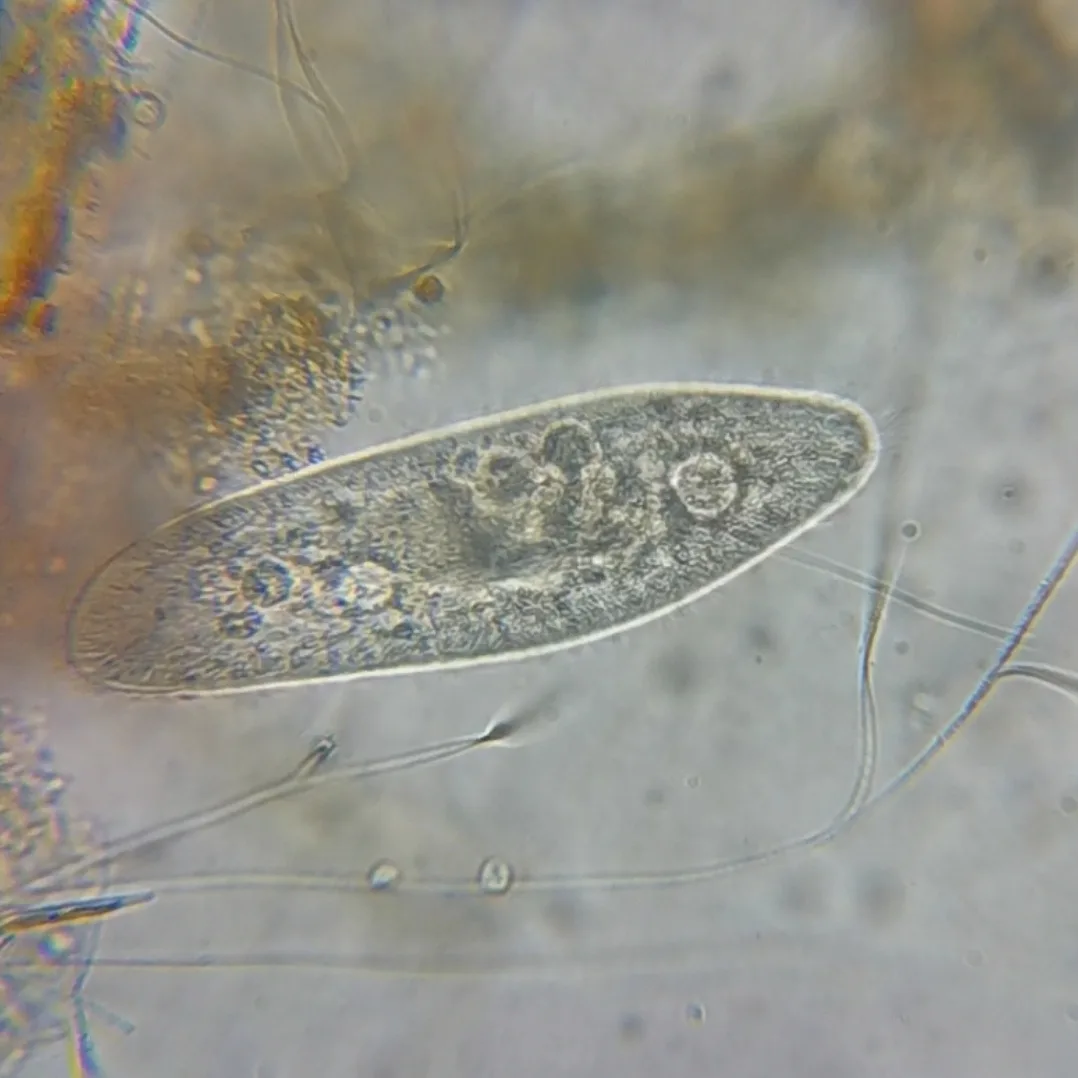 Fotografia documentaria: Paramecium caudatum