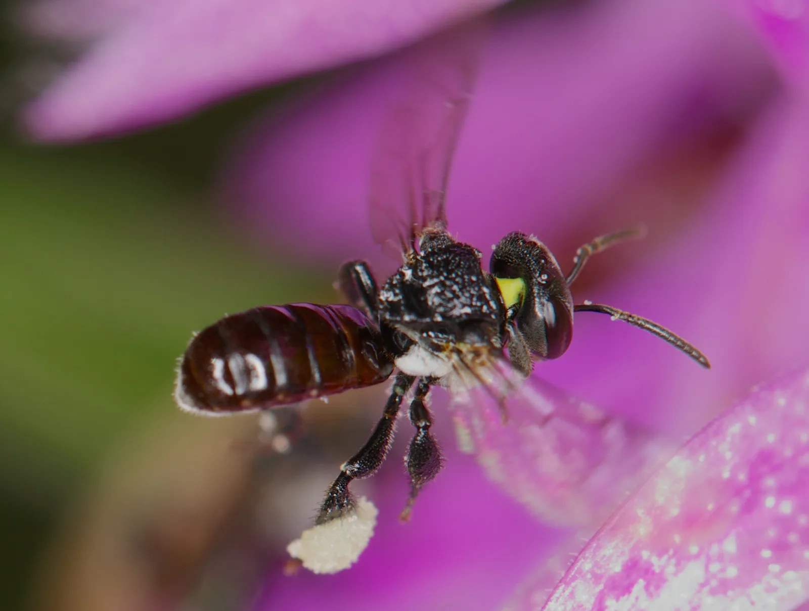 Dokumentarfotografie: Was während des Besuchs eines Insekts auf einer Blüte geschieht