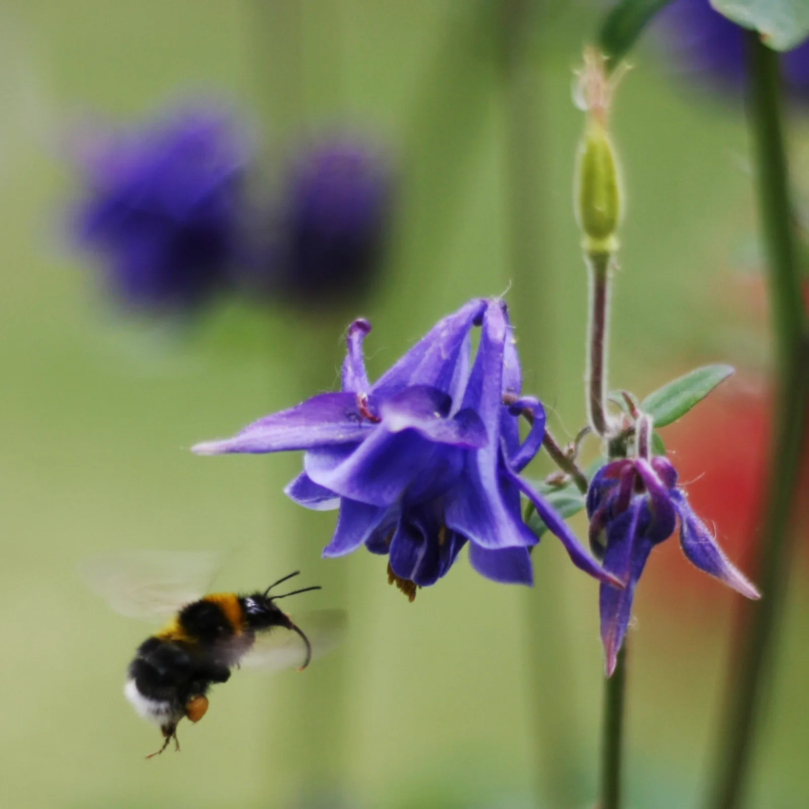 Dokumentarfotografie: Was während des Besuchs eines Insekts auf einer Blüte geschieht