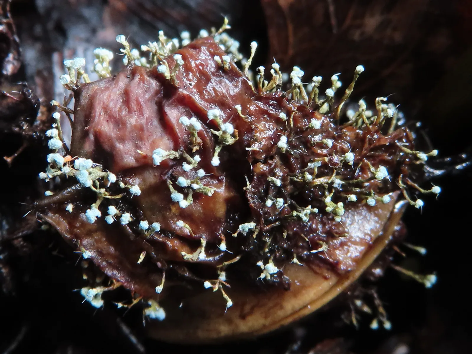 Documentary photograph: How Mold Spores Disperse in the Environment