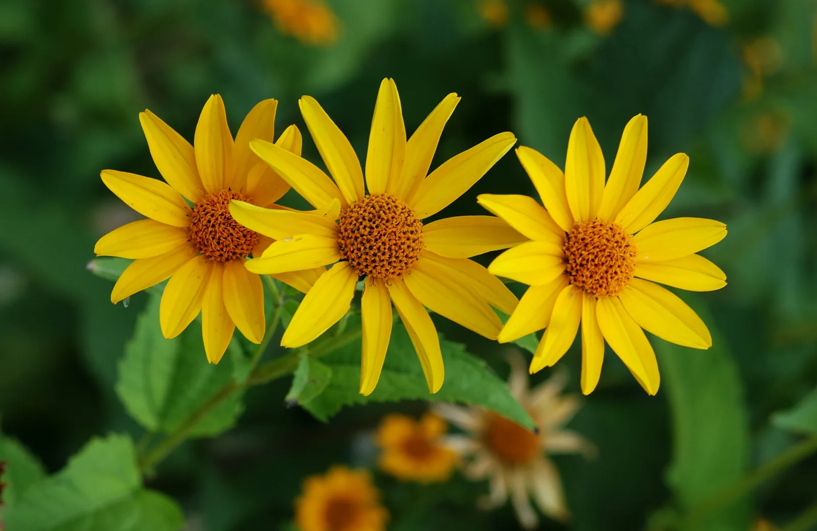 Dokumentarfotografie: Blütenblätter, Staubblätter und Früchte: Hinweise, um eine Blüte zu betrachten, ohne sie abzupflücken