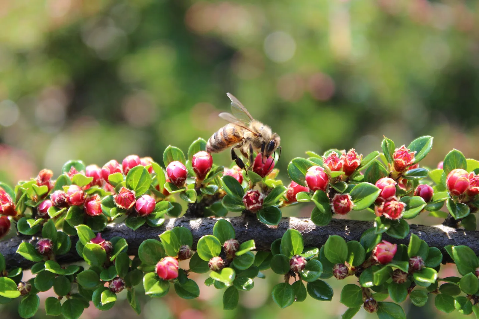 Dokumentarfotografie: Bienen und Fliegen an Blüten: Was sich anhand der Belege vergleichen lässt