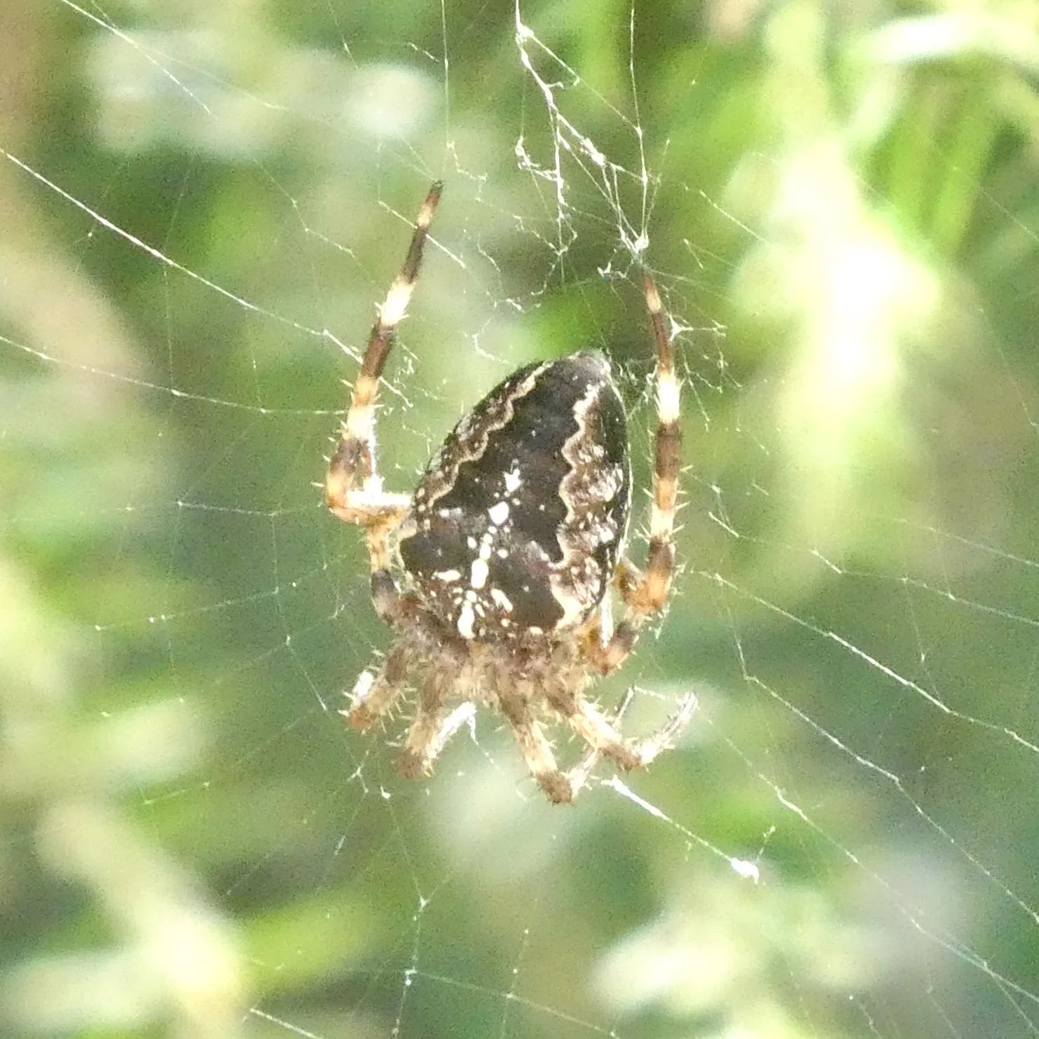 Fotografia documentaria: Araneus diadematus