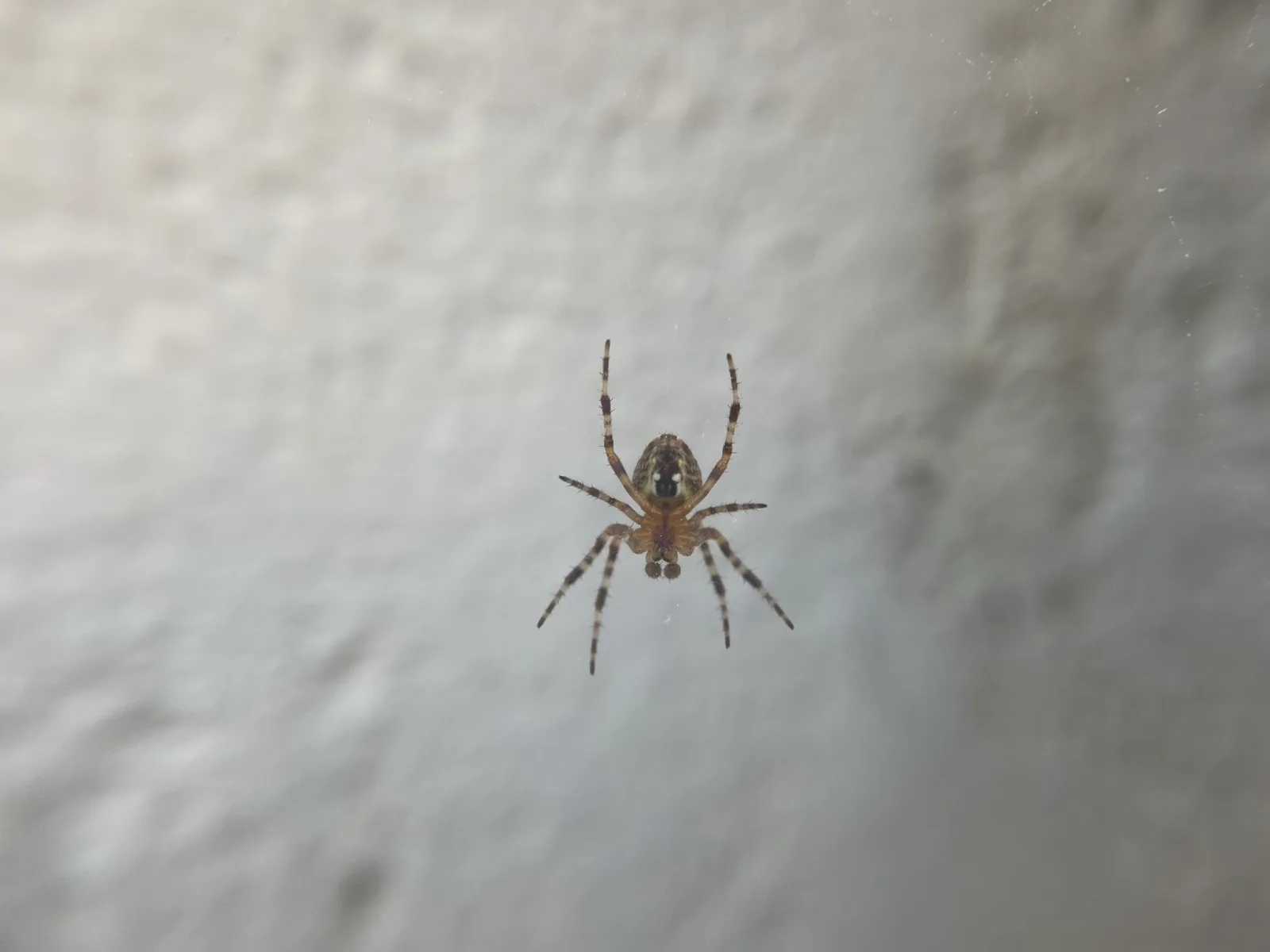 Fotografia documentaria: Araneus diadematus