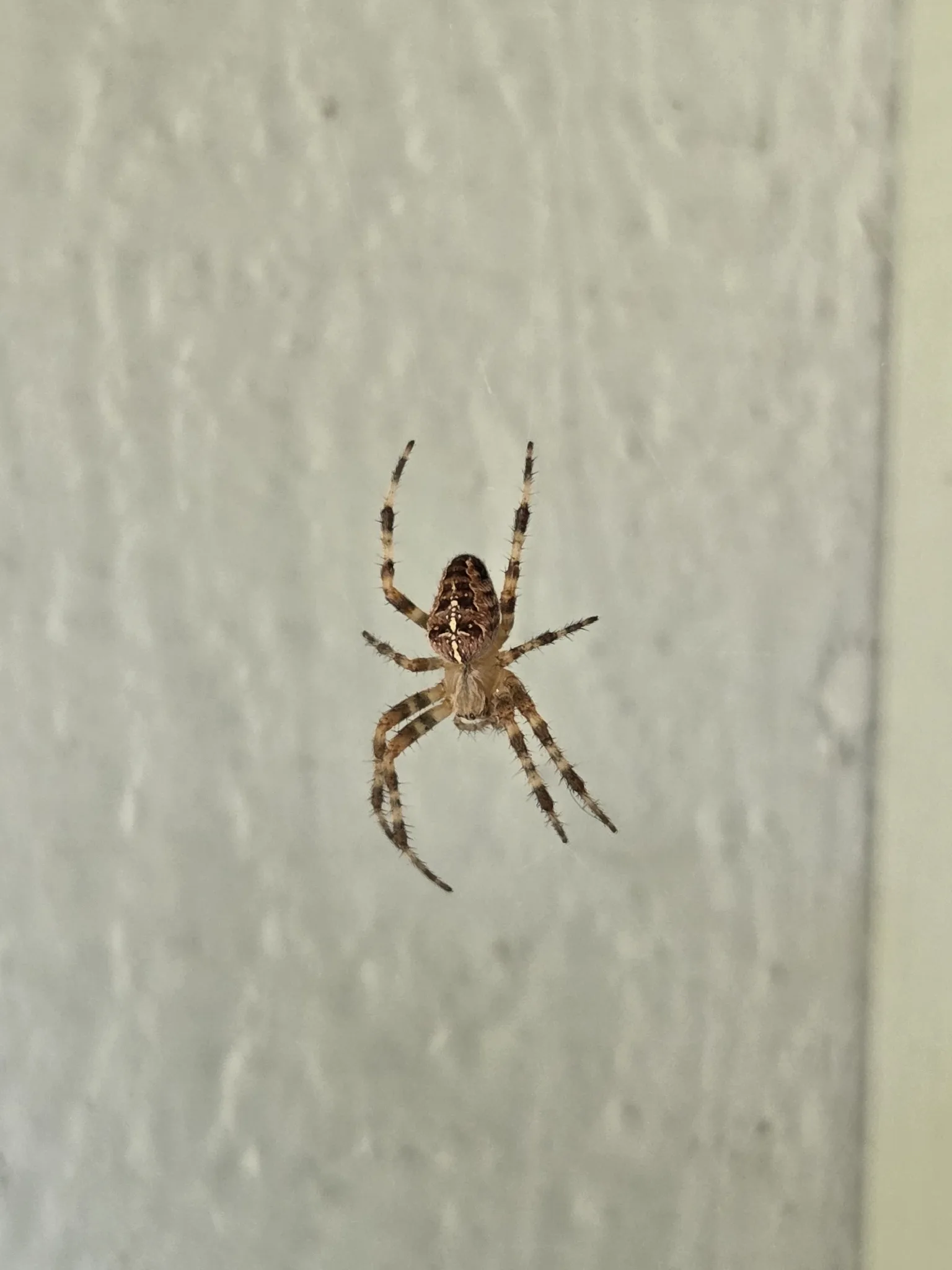 Fotografia documentaria: Araneus diadematus
