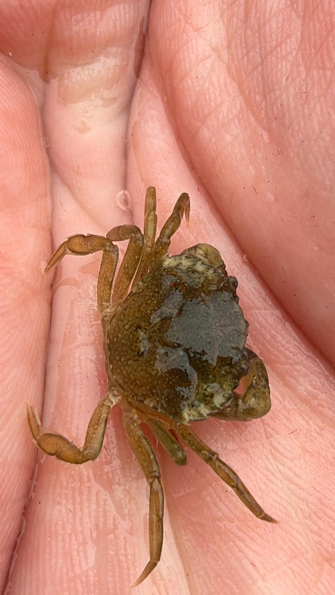Documentary photograph: Carcinus maenas