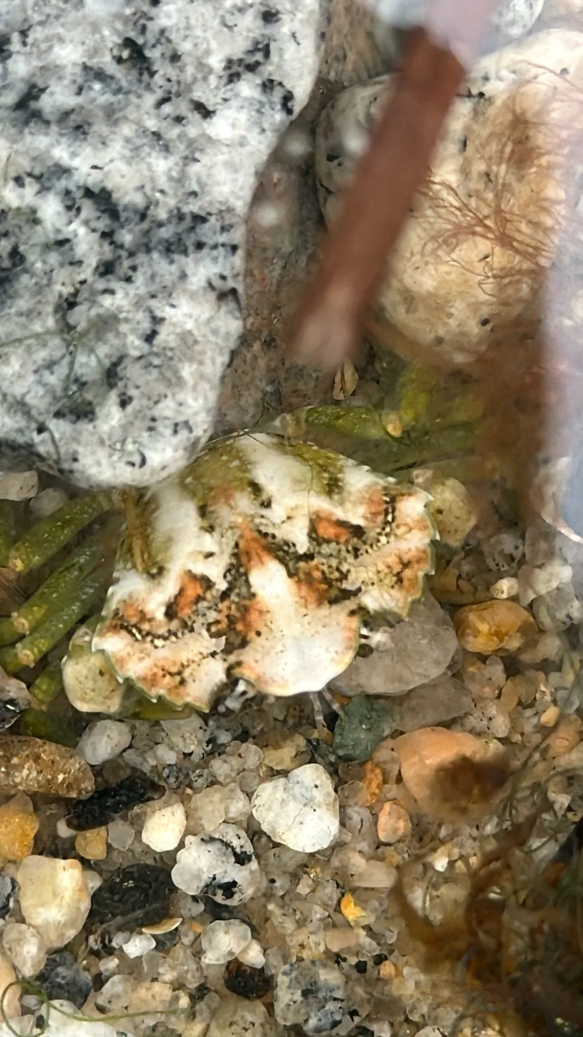 Documentary photograph: Carcinus maenas