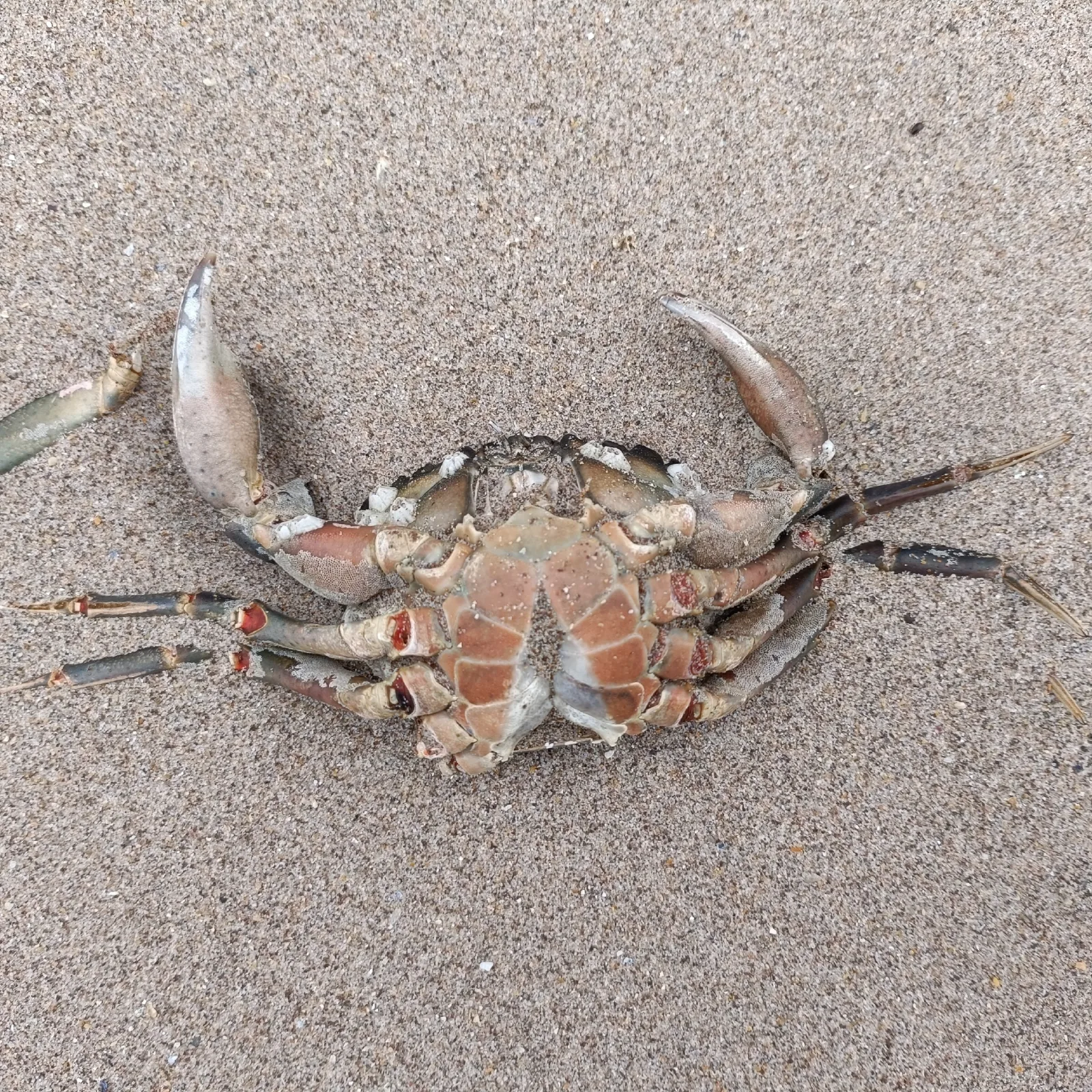 Documentary photograph: Carcinus maenas