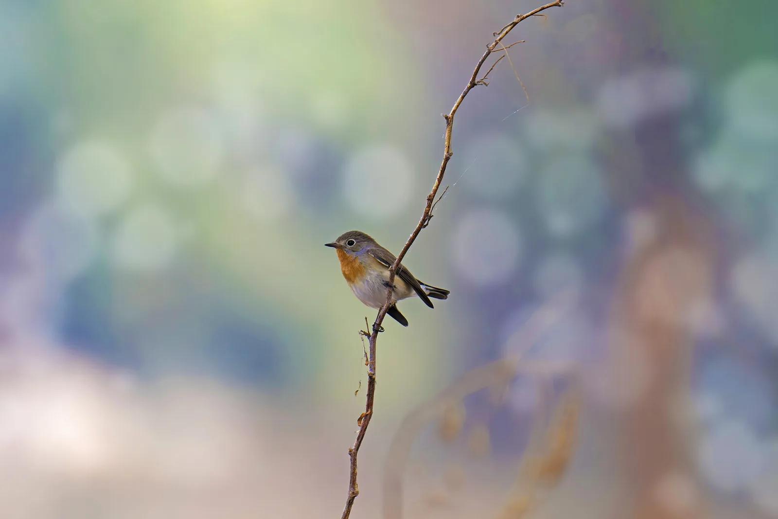 Dokumentarfotografie: Die Zugreise der Vögel: Routen in einer sich wandelnden Welt