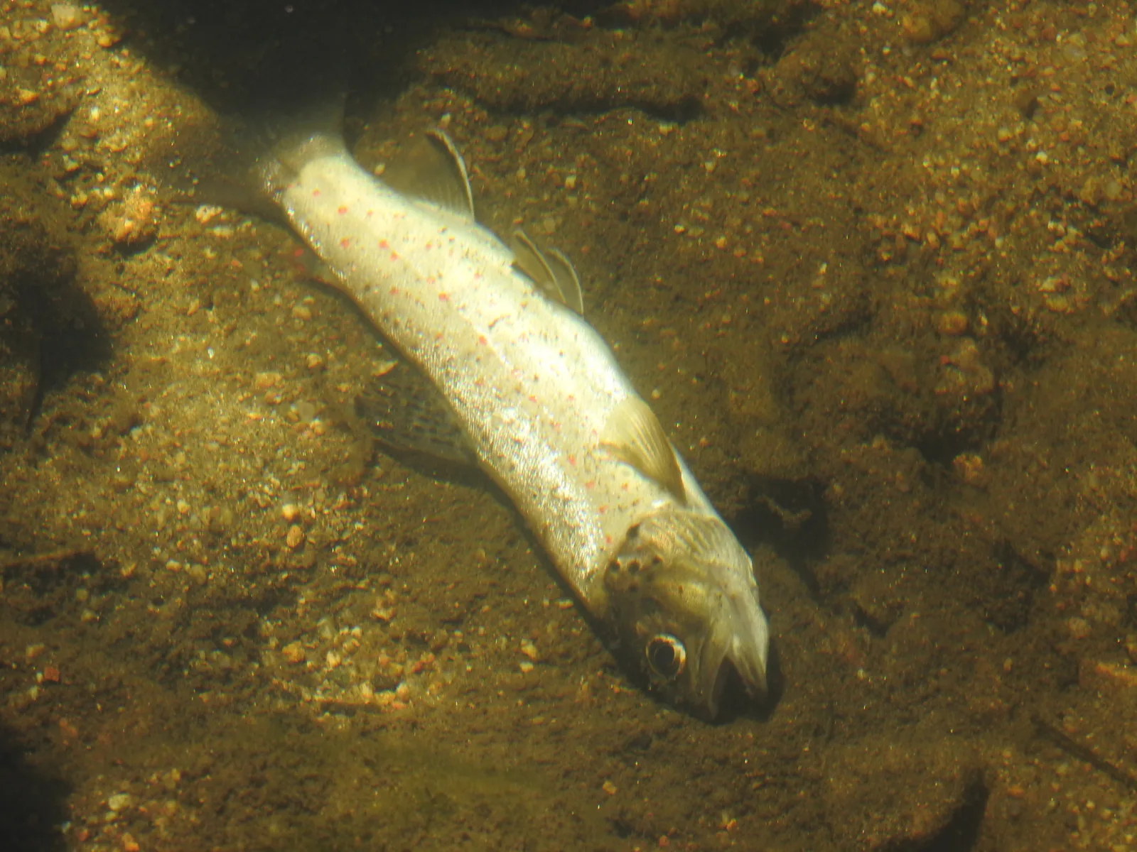 Fotografía documental: Salmo trutta