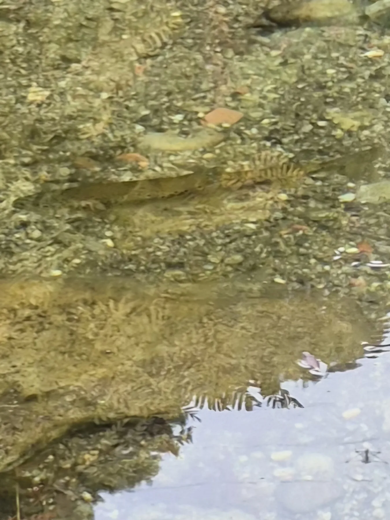 Fotografía documental: Salmo trutta