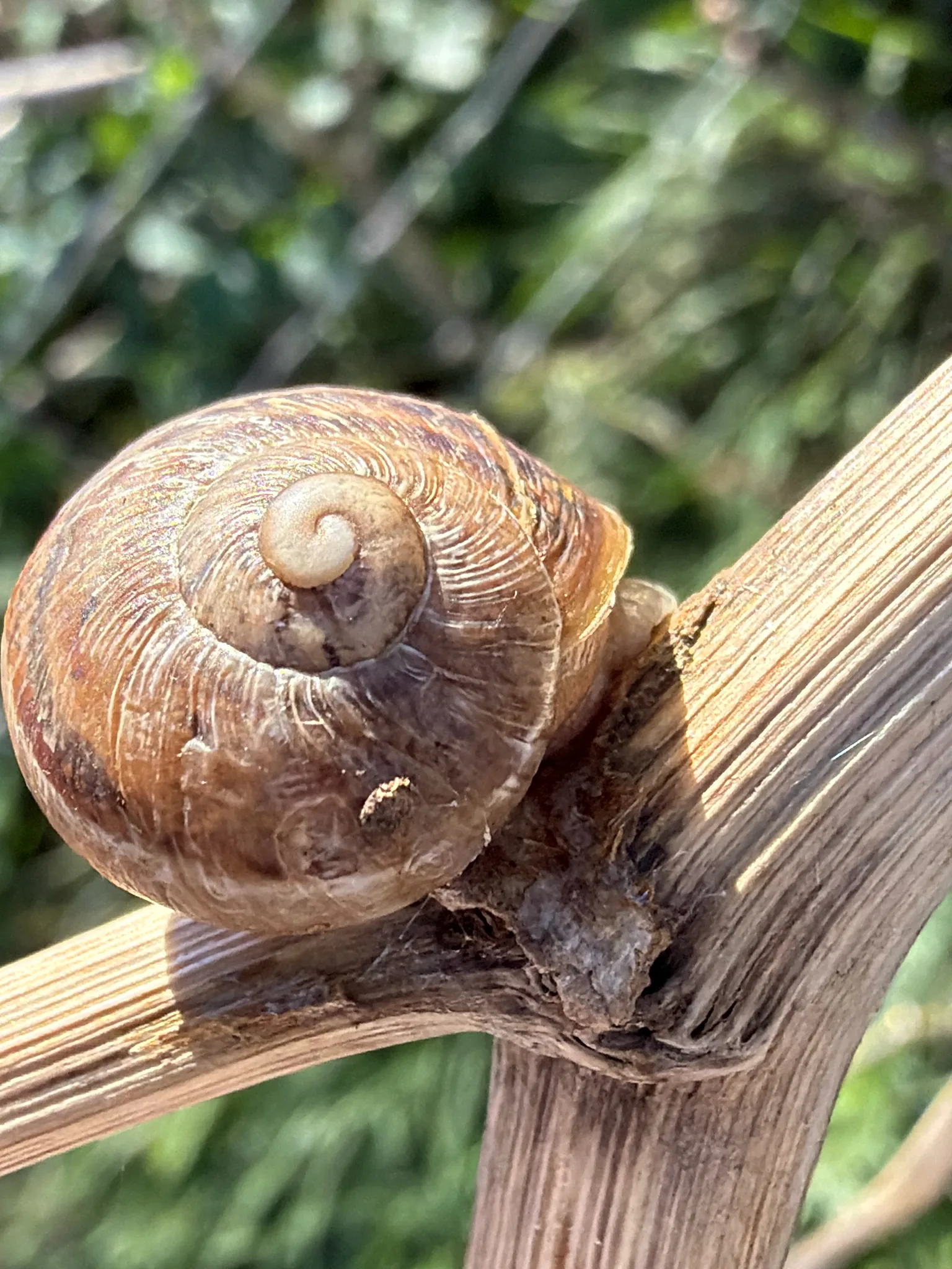 Fotografia documentaria: Cornu aspersum