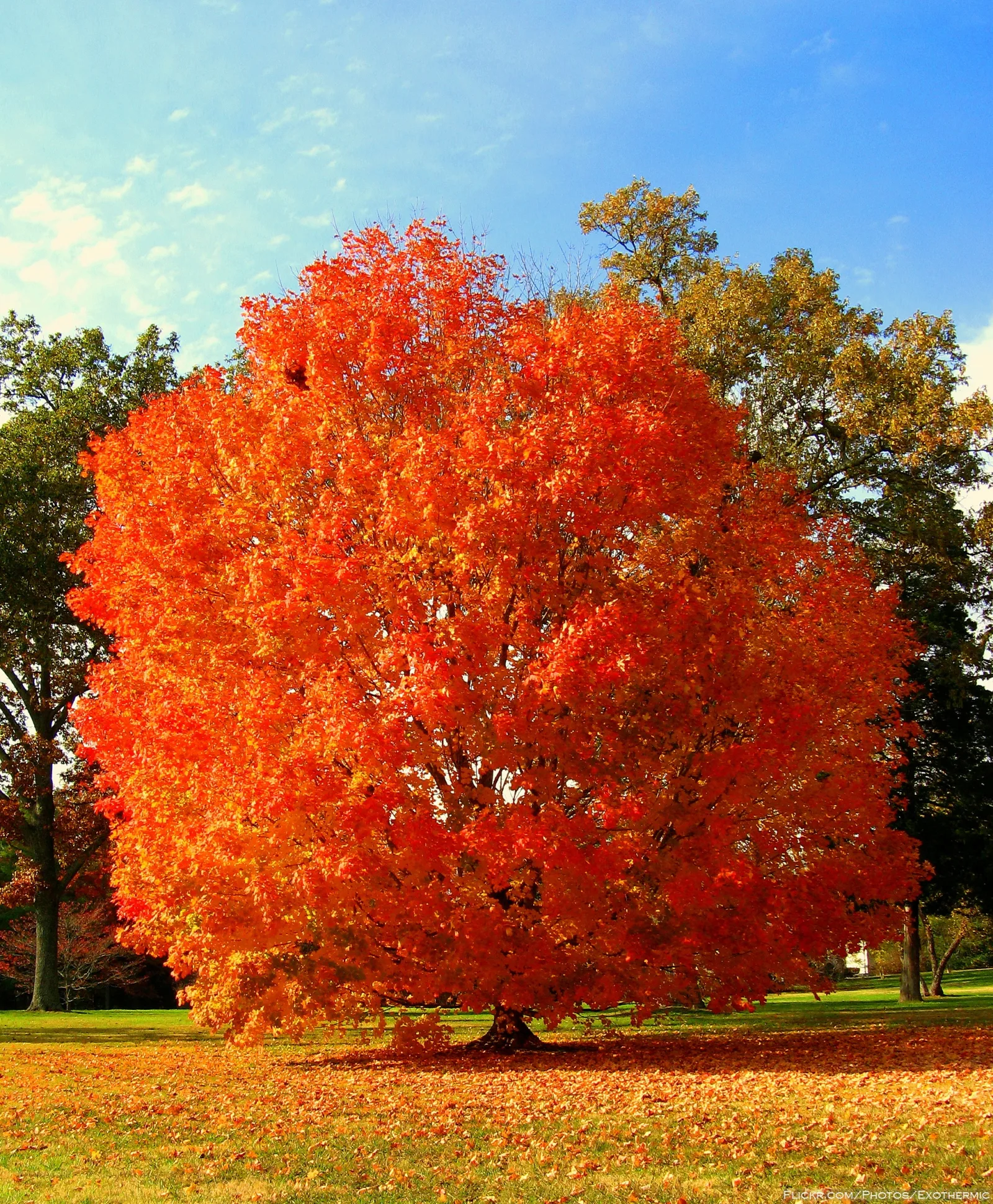 Documentary photograph: Why Do Leaves Change Color Before Falling?