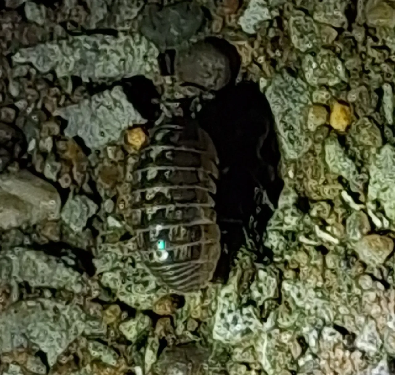 Dokumentarfotografie: Armadillidium vulgare