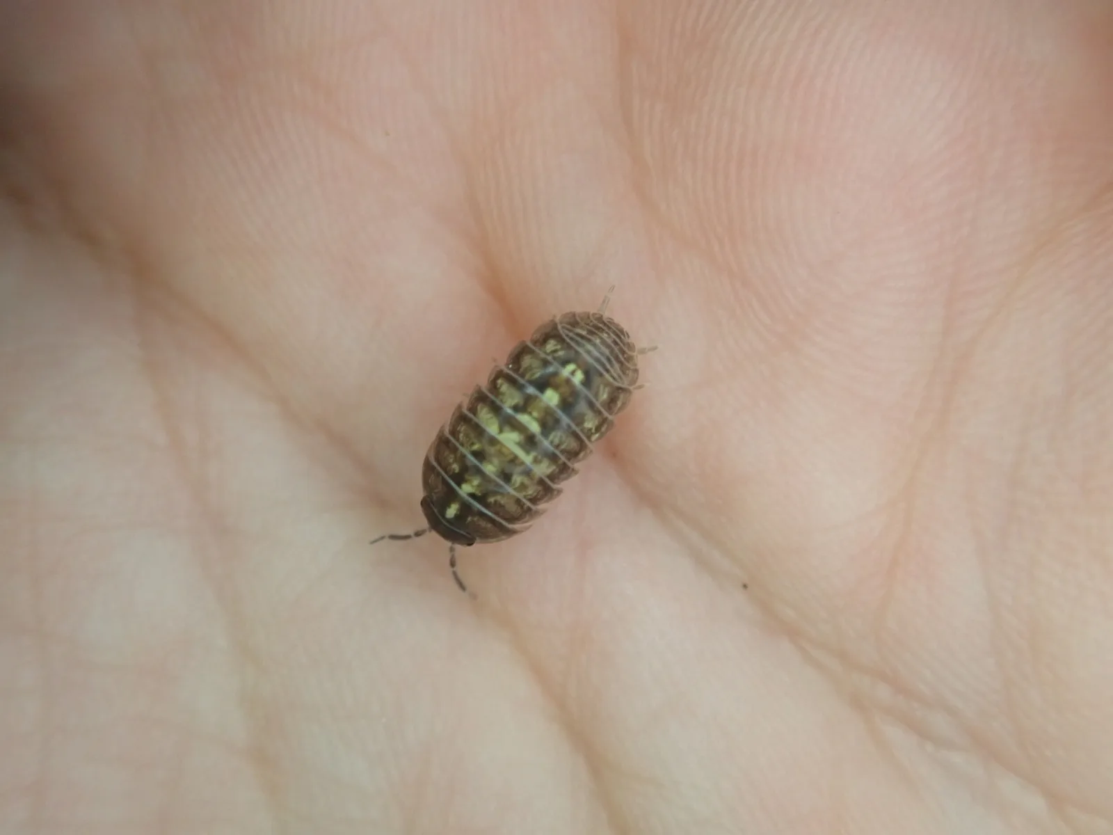 Dokumentarfotografie: Armadillidium vulgare