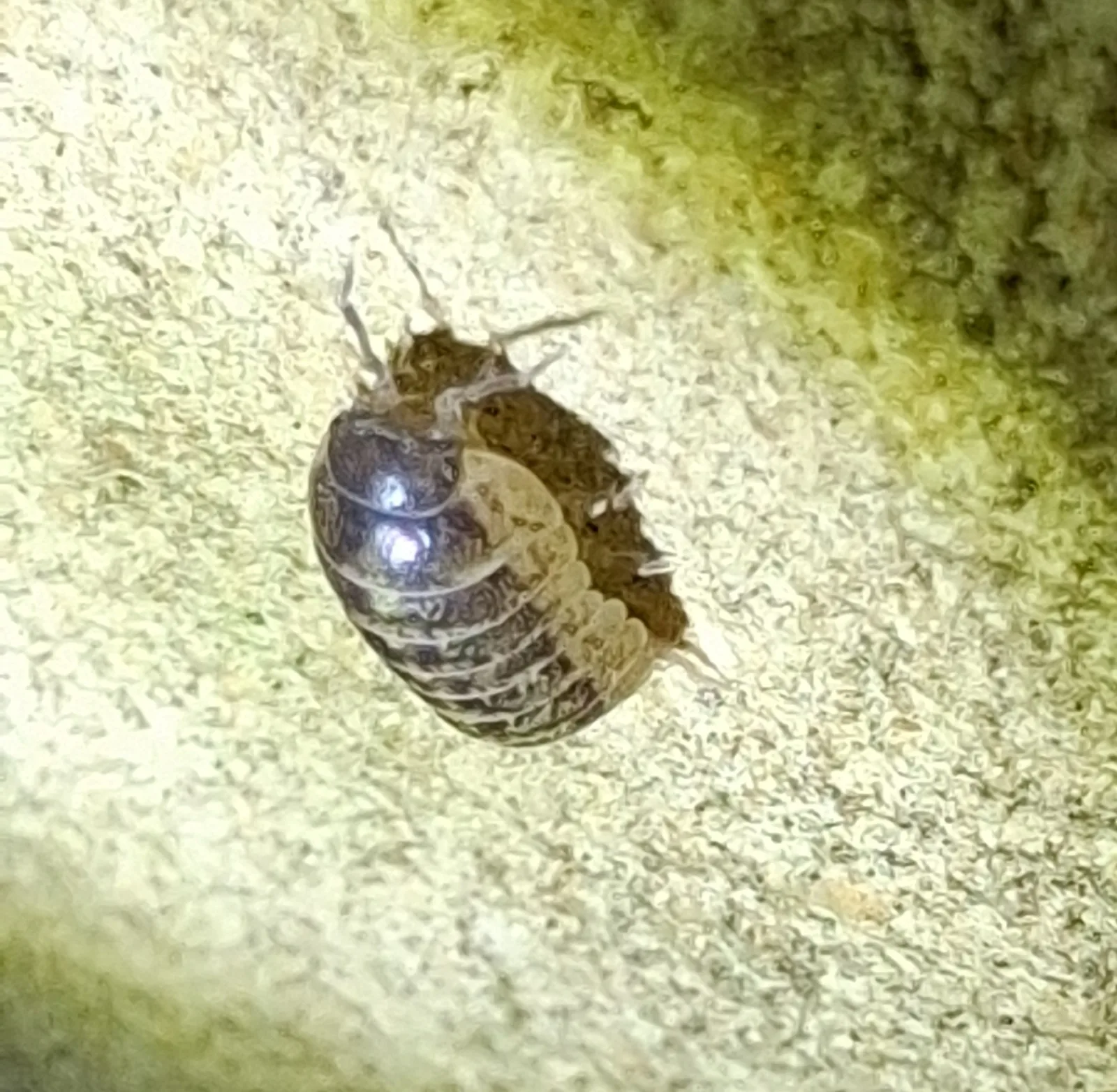Dokumentarfotografie: Armadillidium vulgare