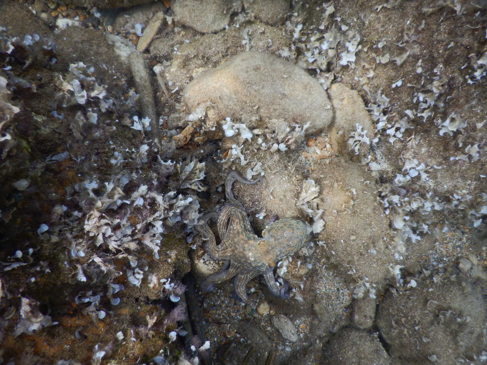Dokumentarfotografie: Octopus vulgaris