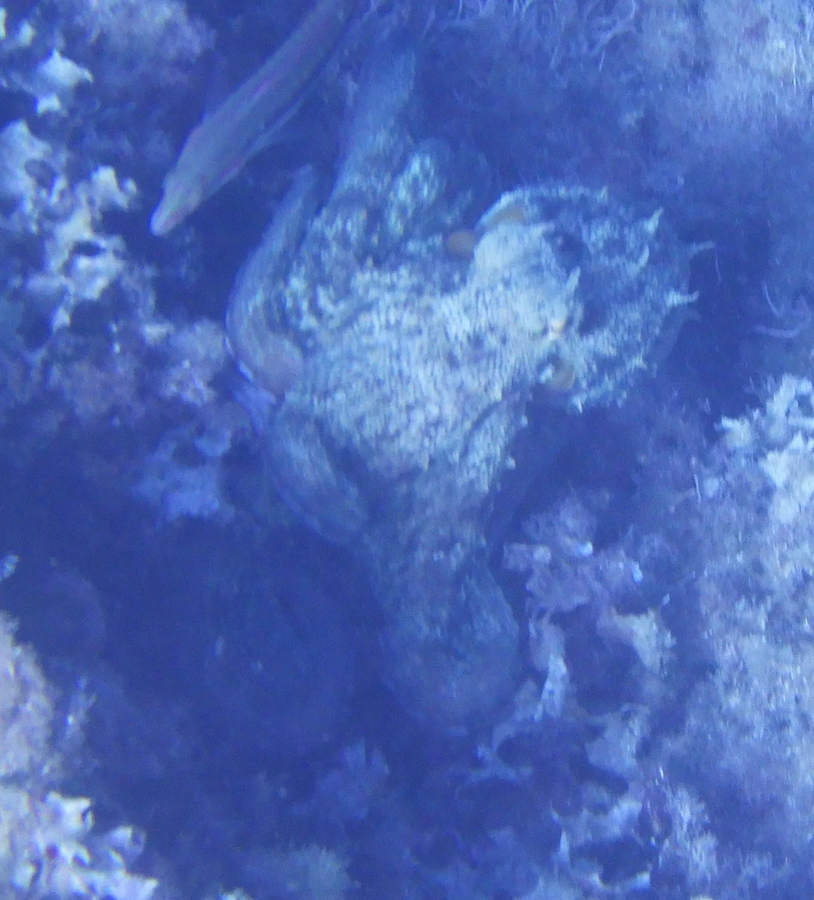 Dokumentarfotografie: Octopus vulgaris