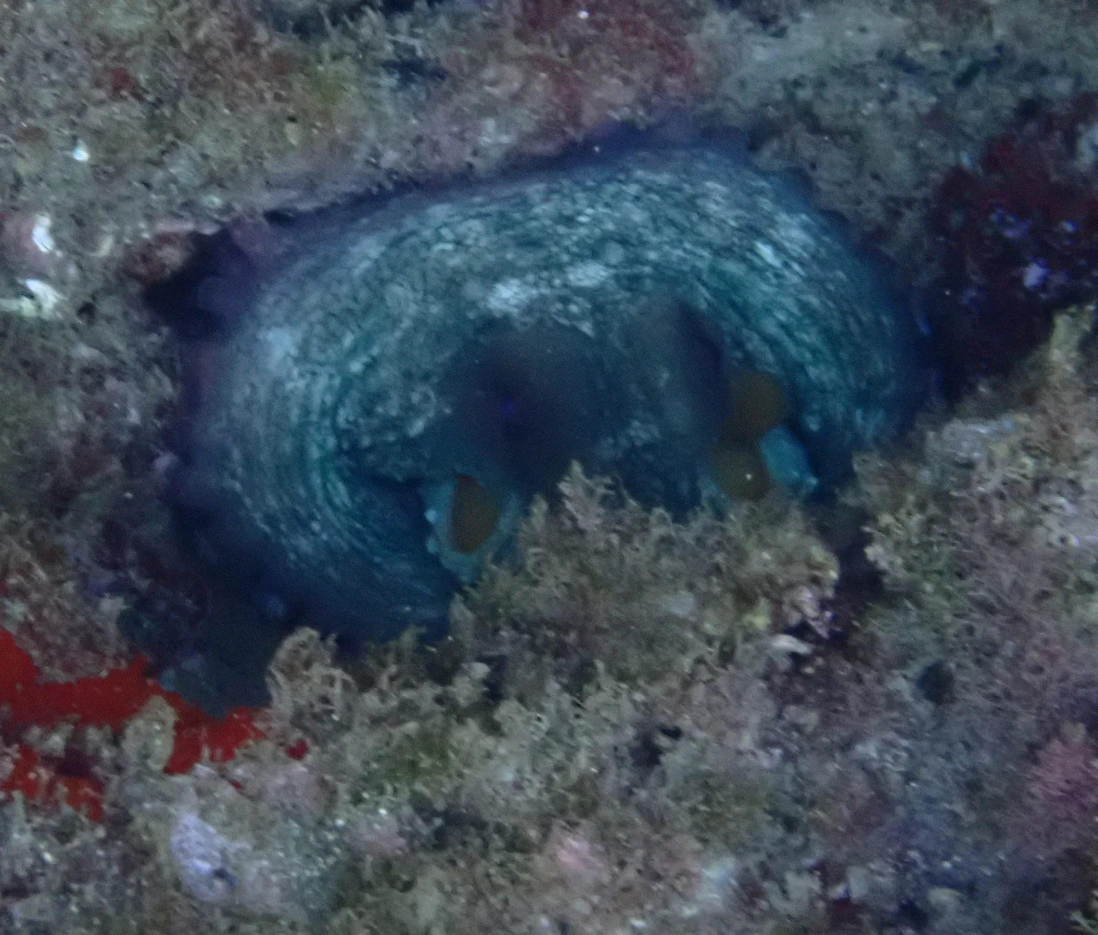 Dokumentarfotografie: Octopus vulgaris