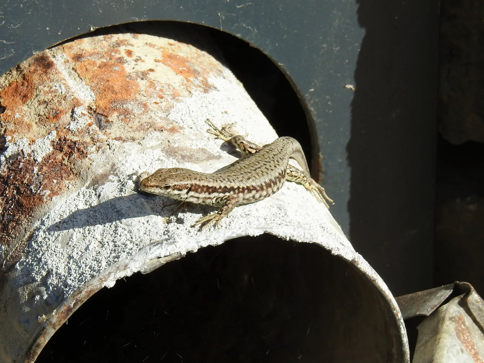 Fotografia documental: Podarcis muralis