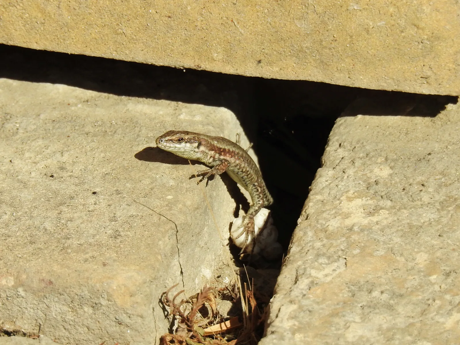 Fotografia documental: Podarcis muralis