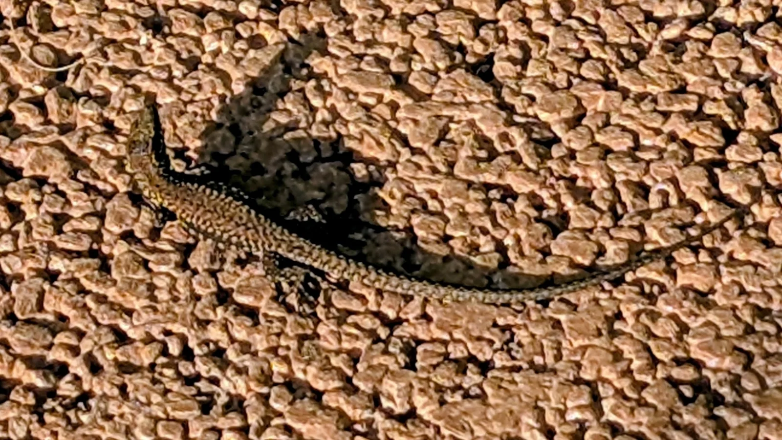 Fotografia documental: Podarcis muralis