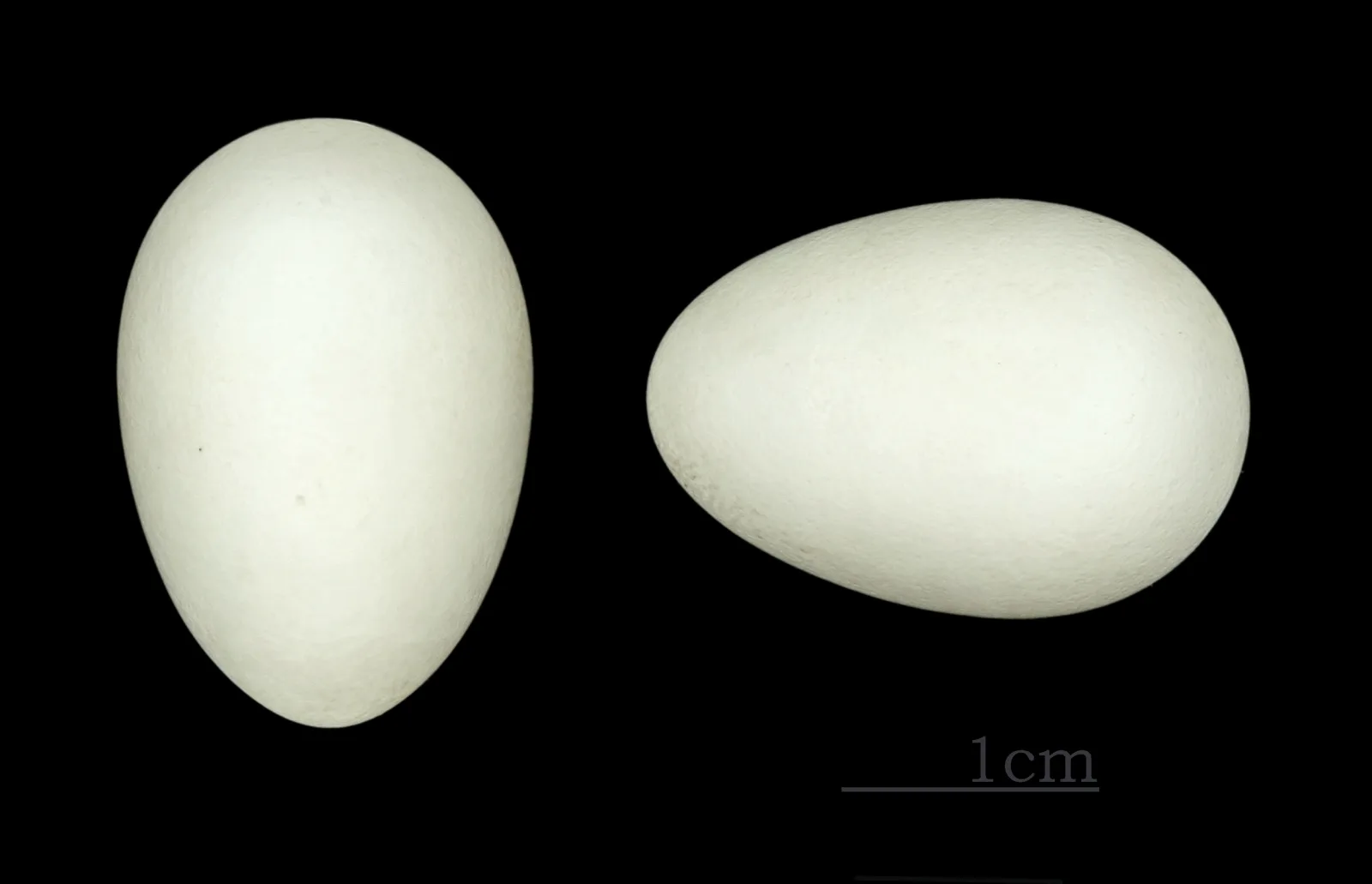 Documentary photograph: Common Swift and Common House Martin: What the Available Evidence Allows Us to Compare About Their Nests