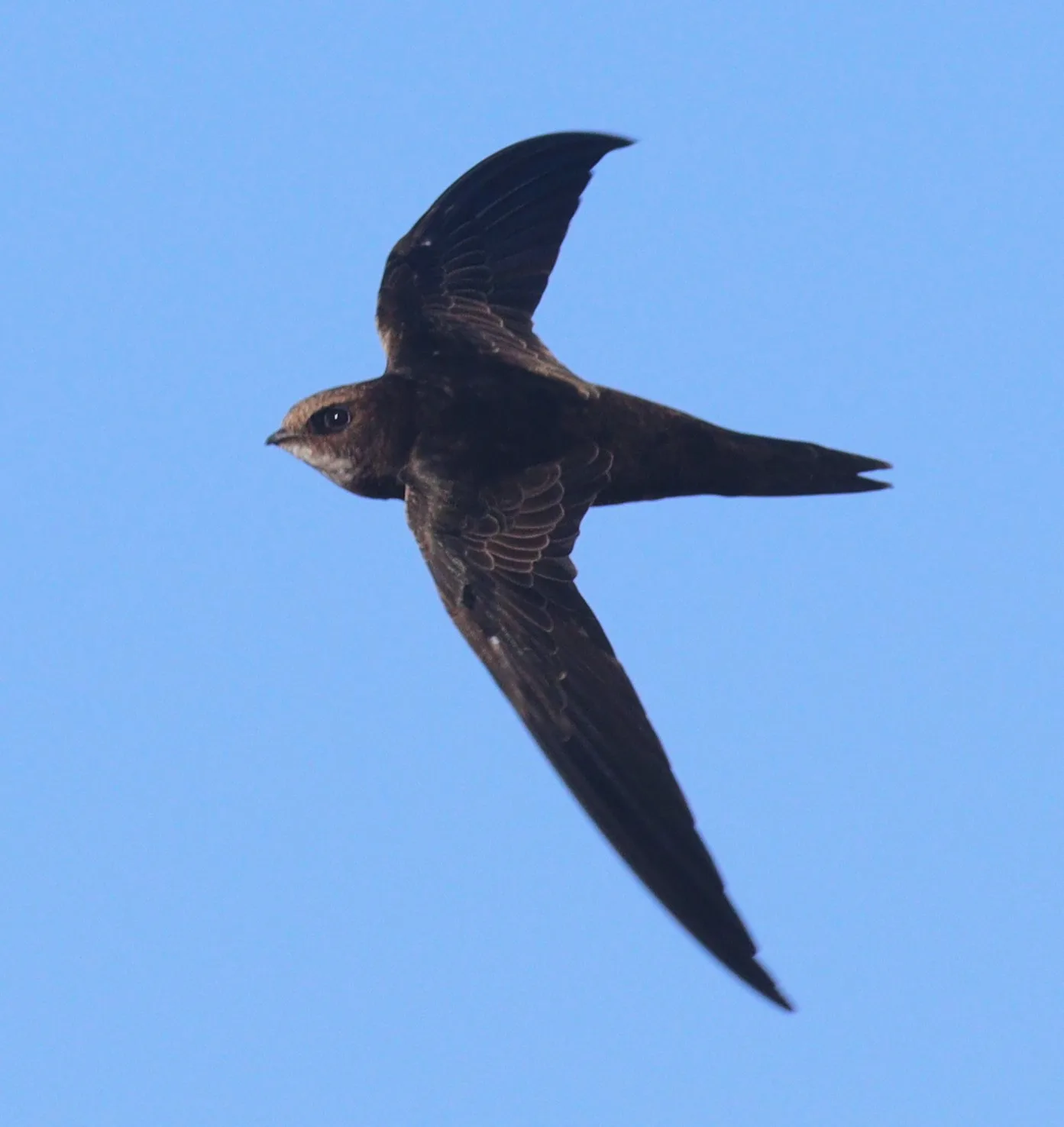 Documentary photograph: Common Swift and Common House Martin: What the Available Evidence Allows Us to Compare About Their Nests