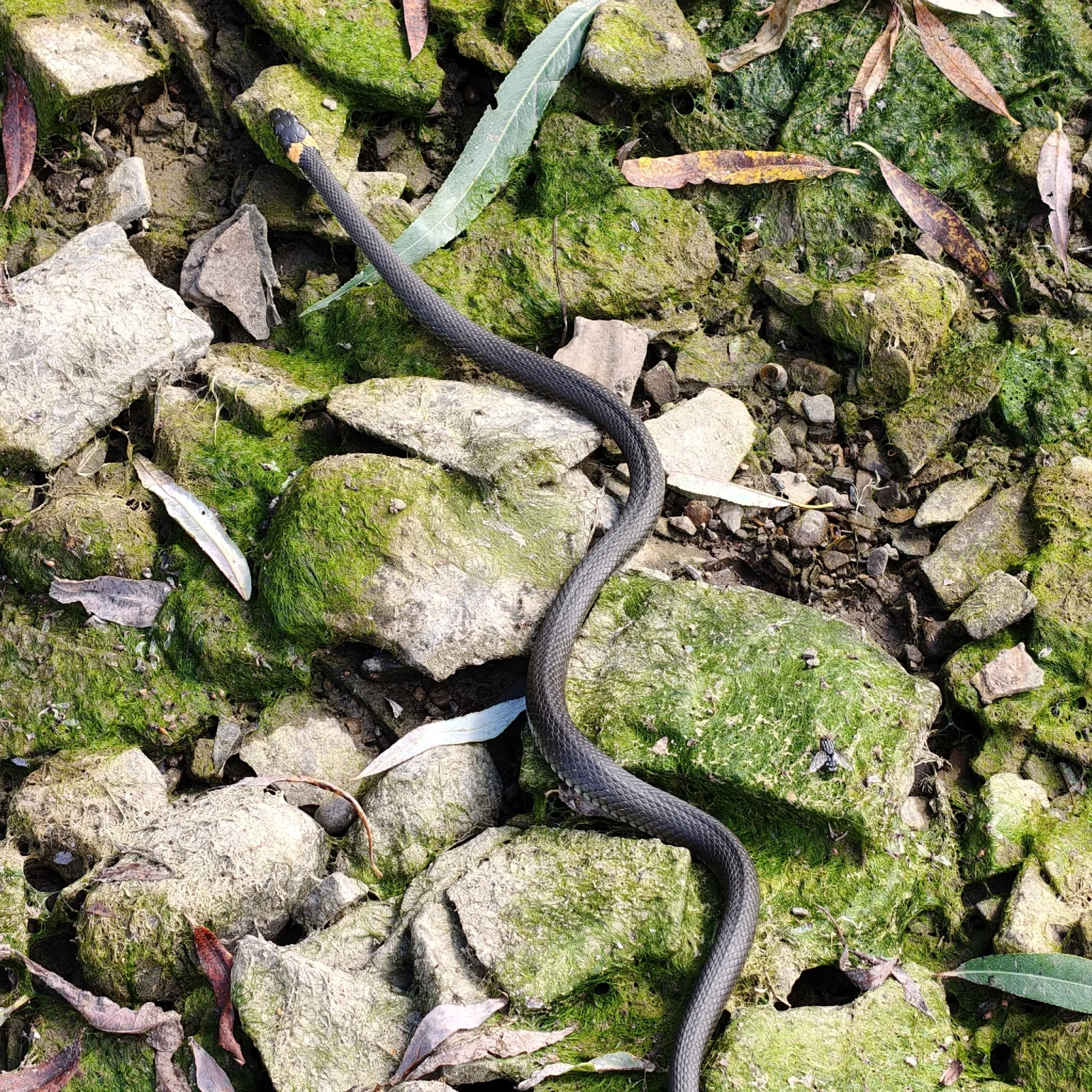 Documentary photograph: Common grass snake