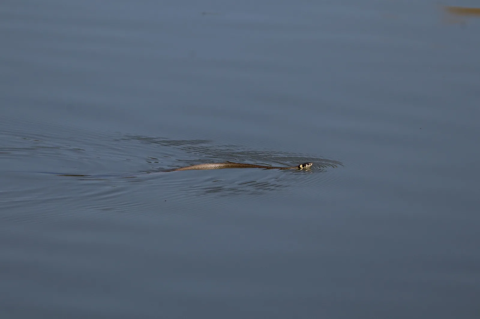 Documentary photograph: Common grass snake